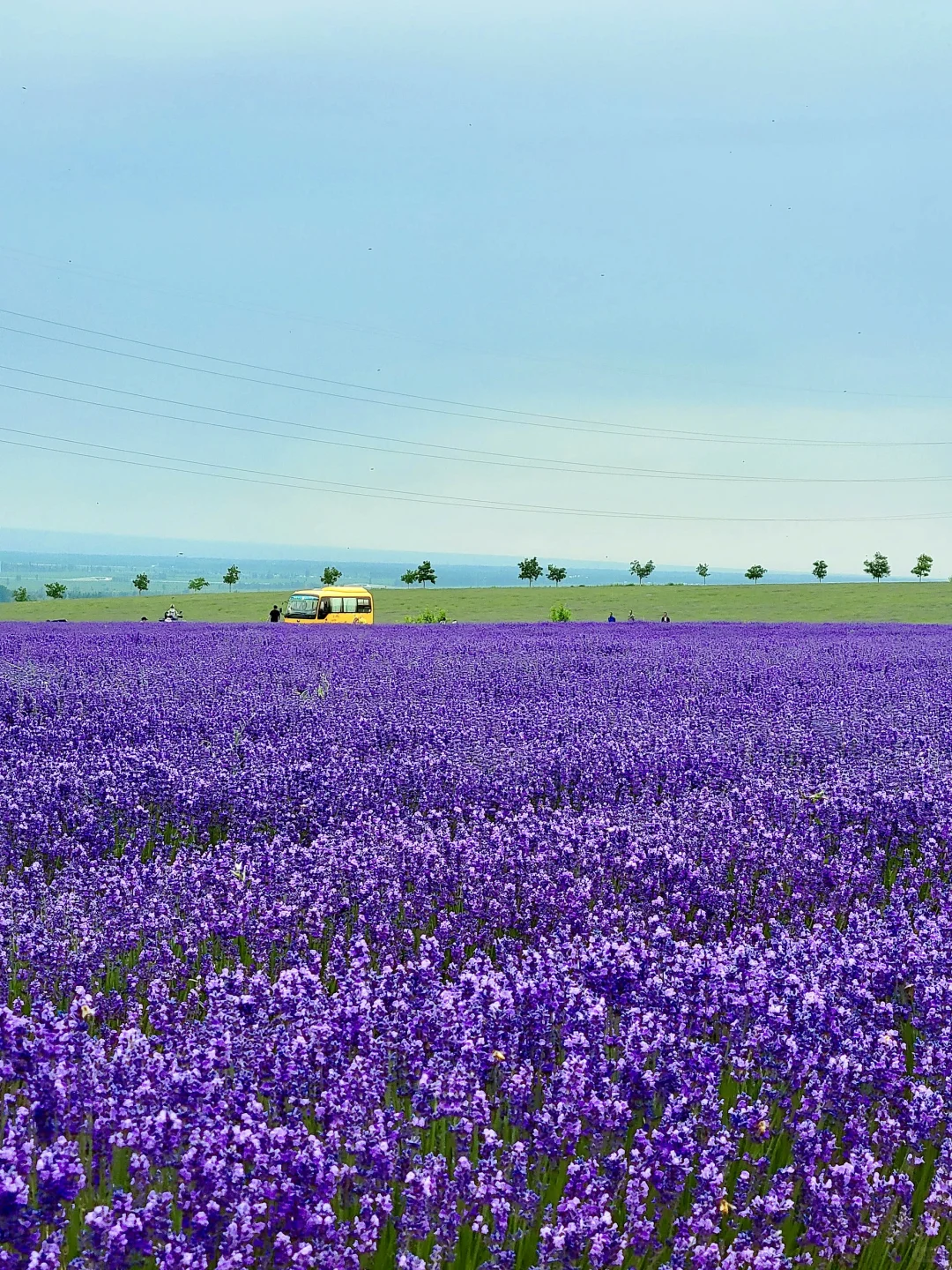 7-8月不去伊犁!就错过了最美的新疆!