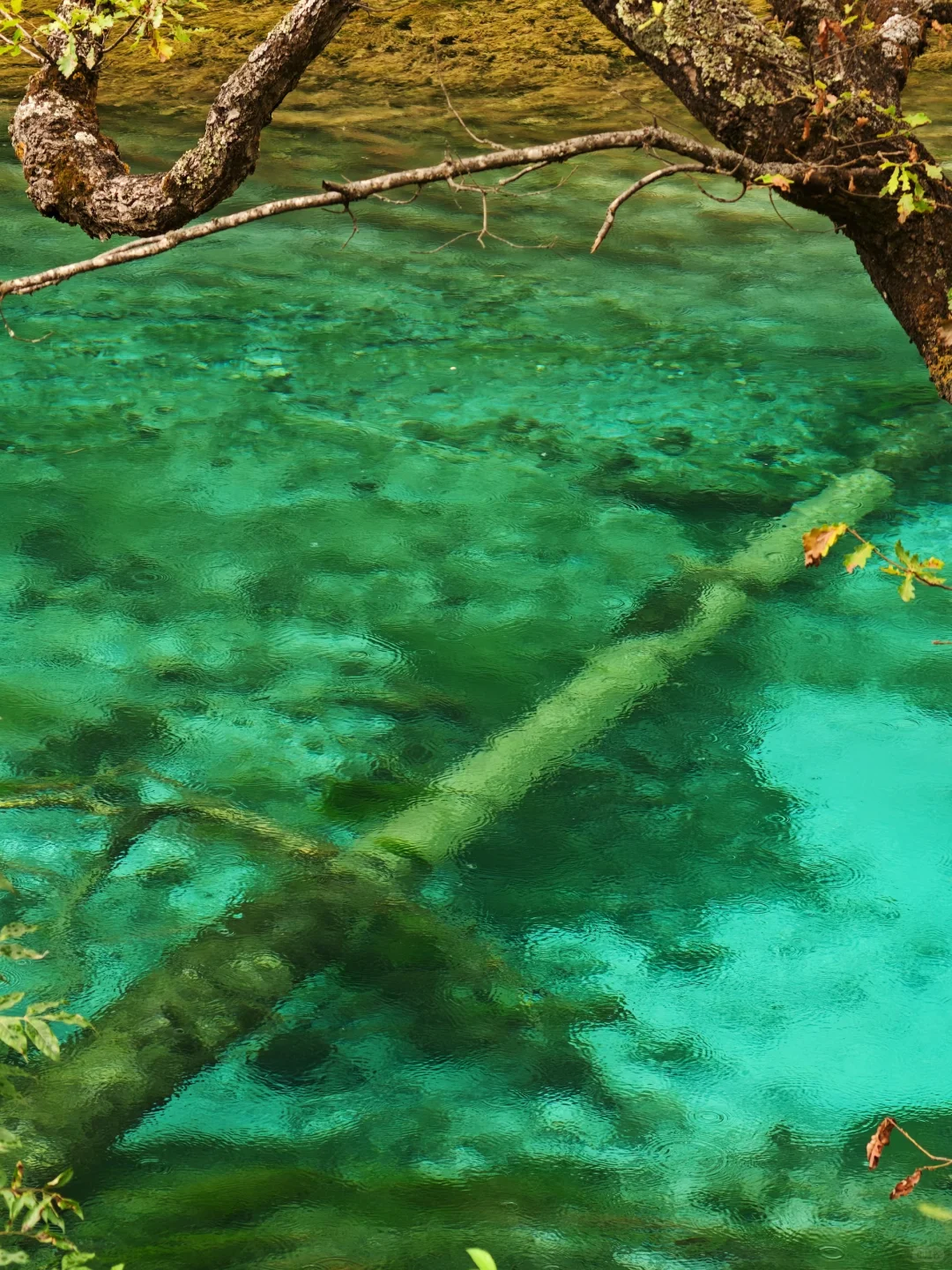 夸夸九寨沟的人流调度分布