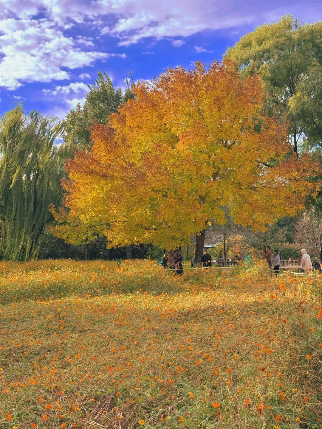 10.17实况 📍奥森的秋天好像莫奈油画🍁💐