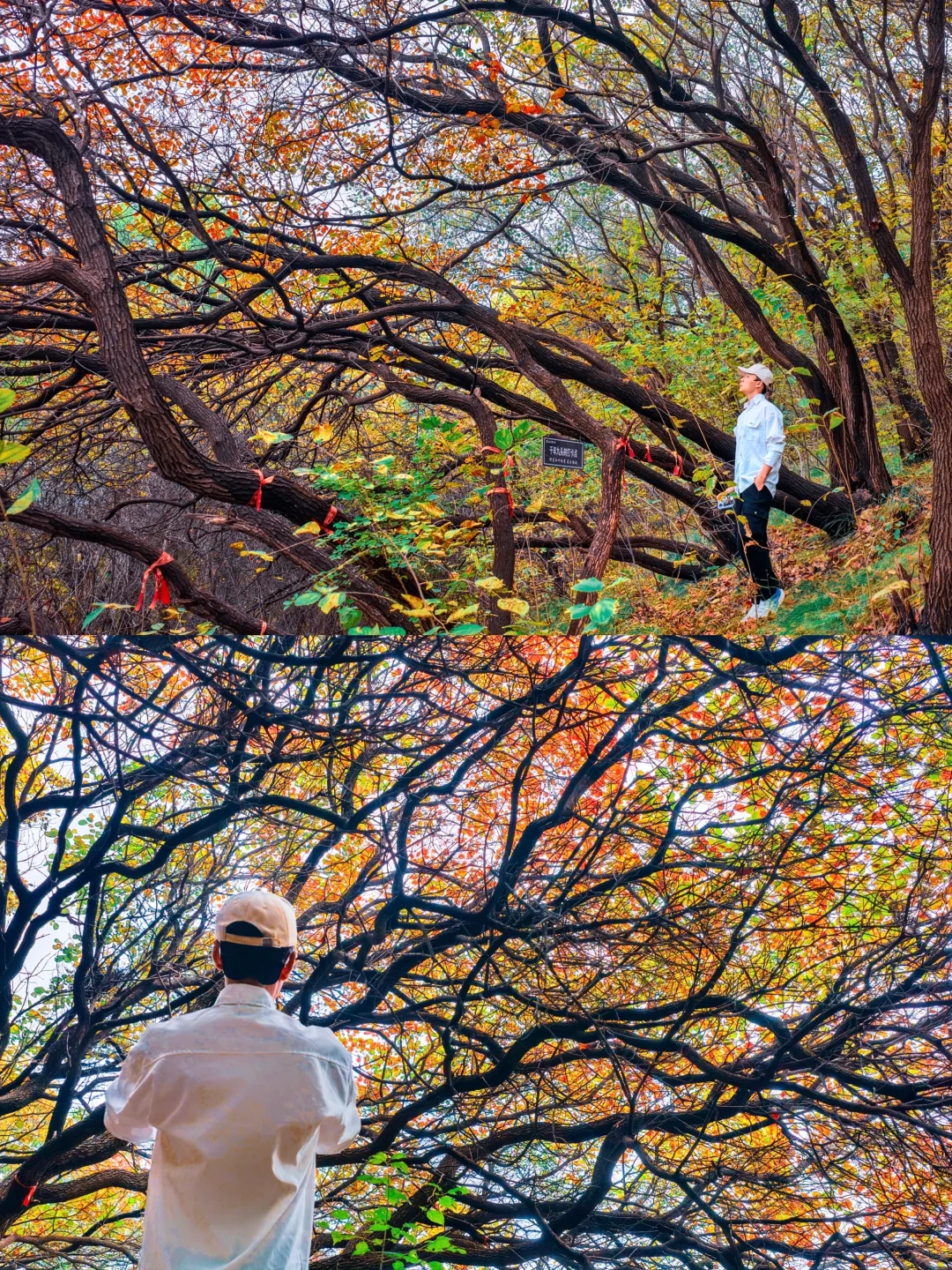 10.16实拍🖼️ 山东千年红叶树，被我找到了！