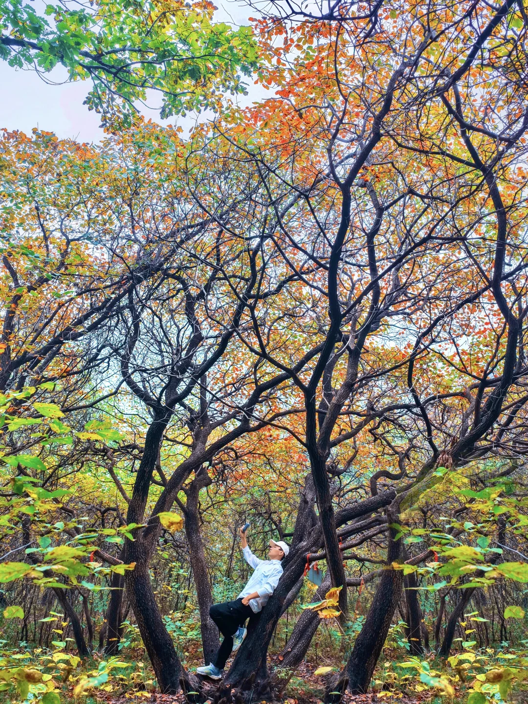 10.16实拍🖼️ 山东千年红叶树，被我找到了！