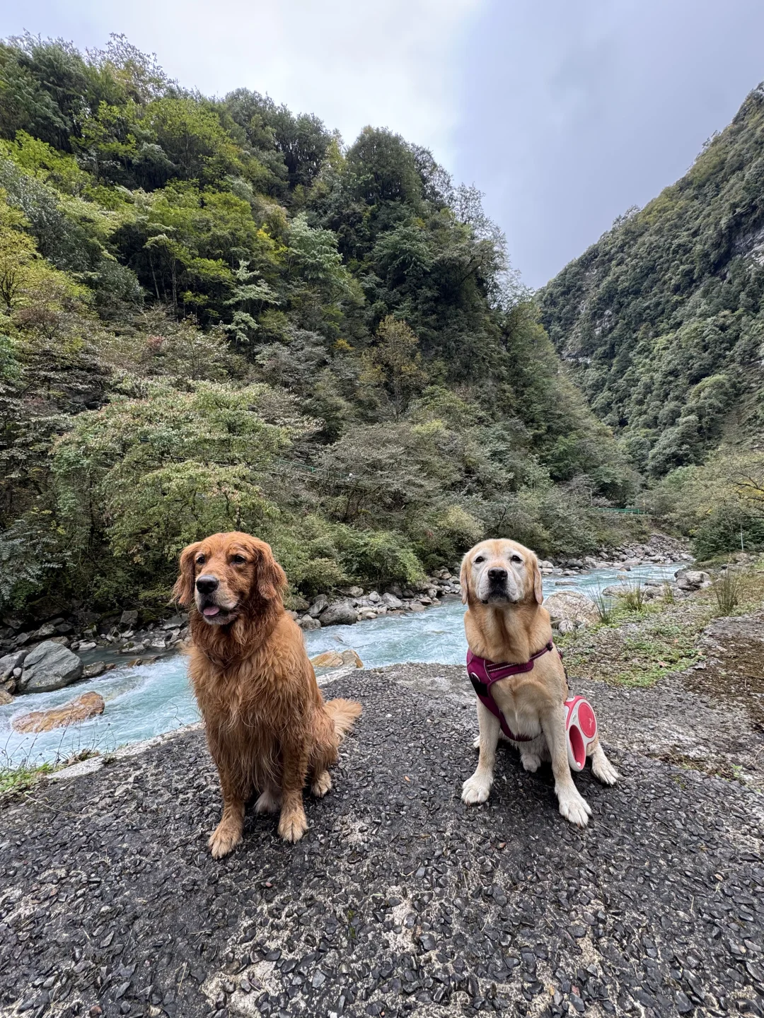 带狗狗去喇叭河的注意了⚠️看完这篇不踩雷