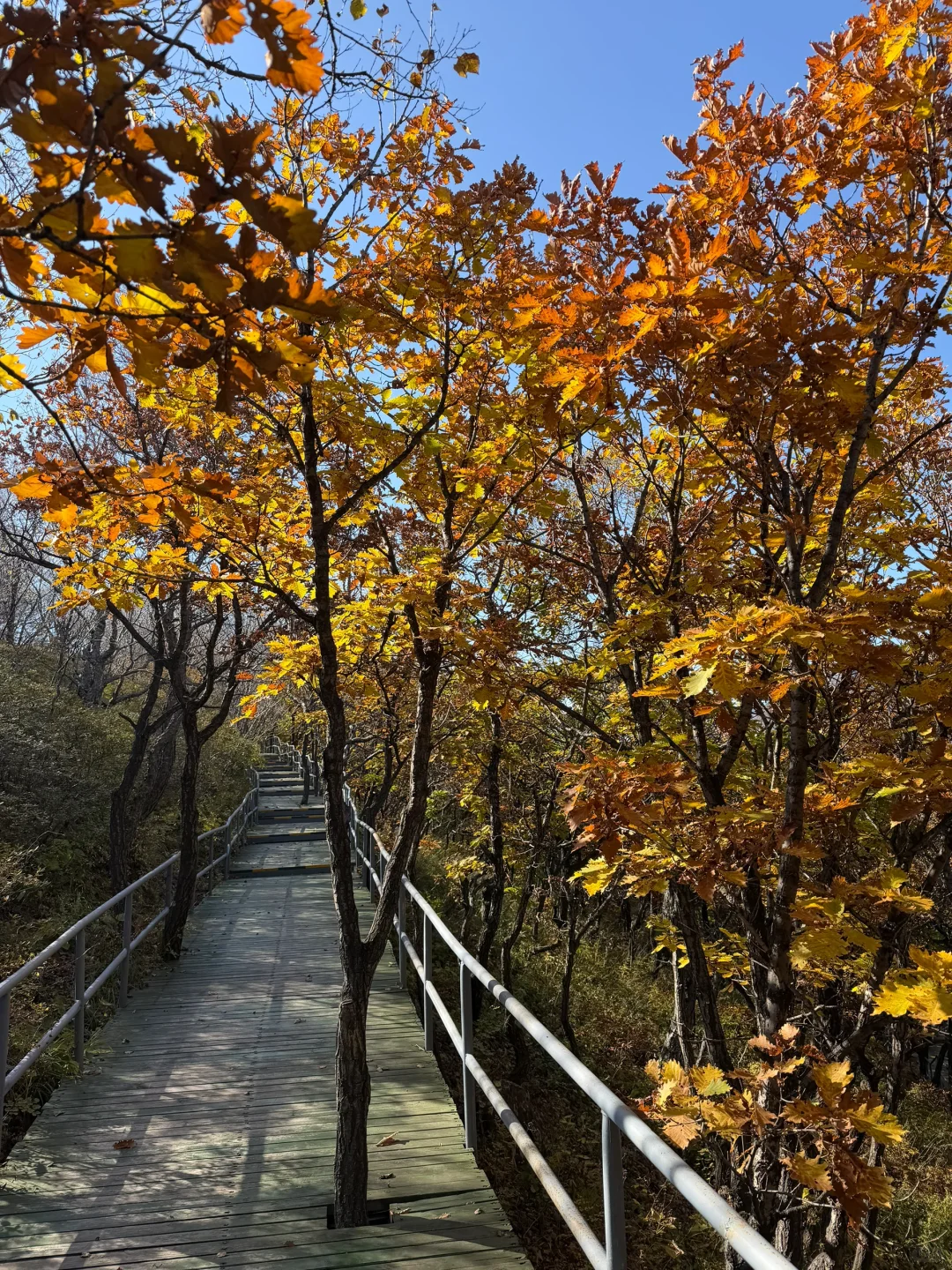 独属北京十月的绝美风景📍百瑞谷保姆级攻略