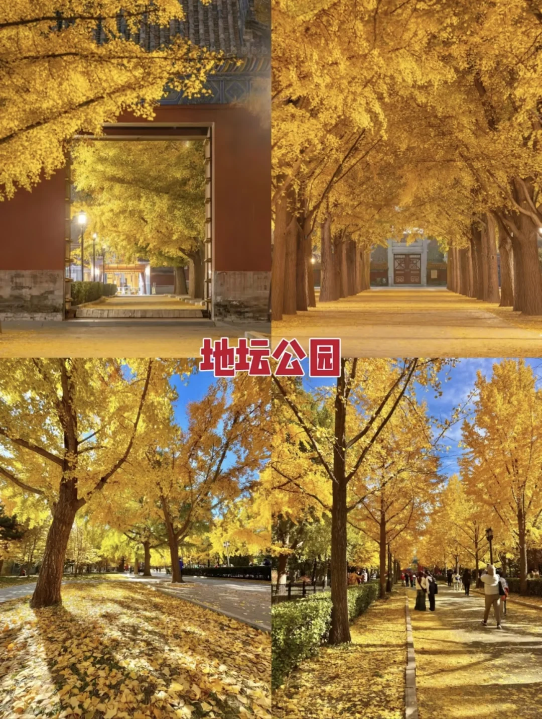 真的太美了，最美金秋！！！