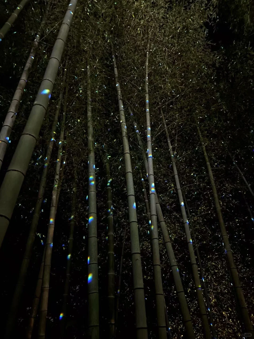 🍁京都红叶季要来了｜秋天限定的京都！