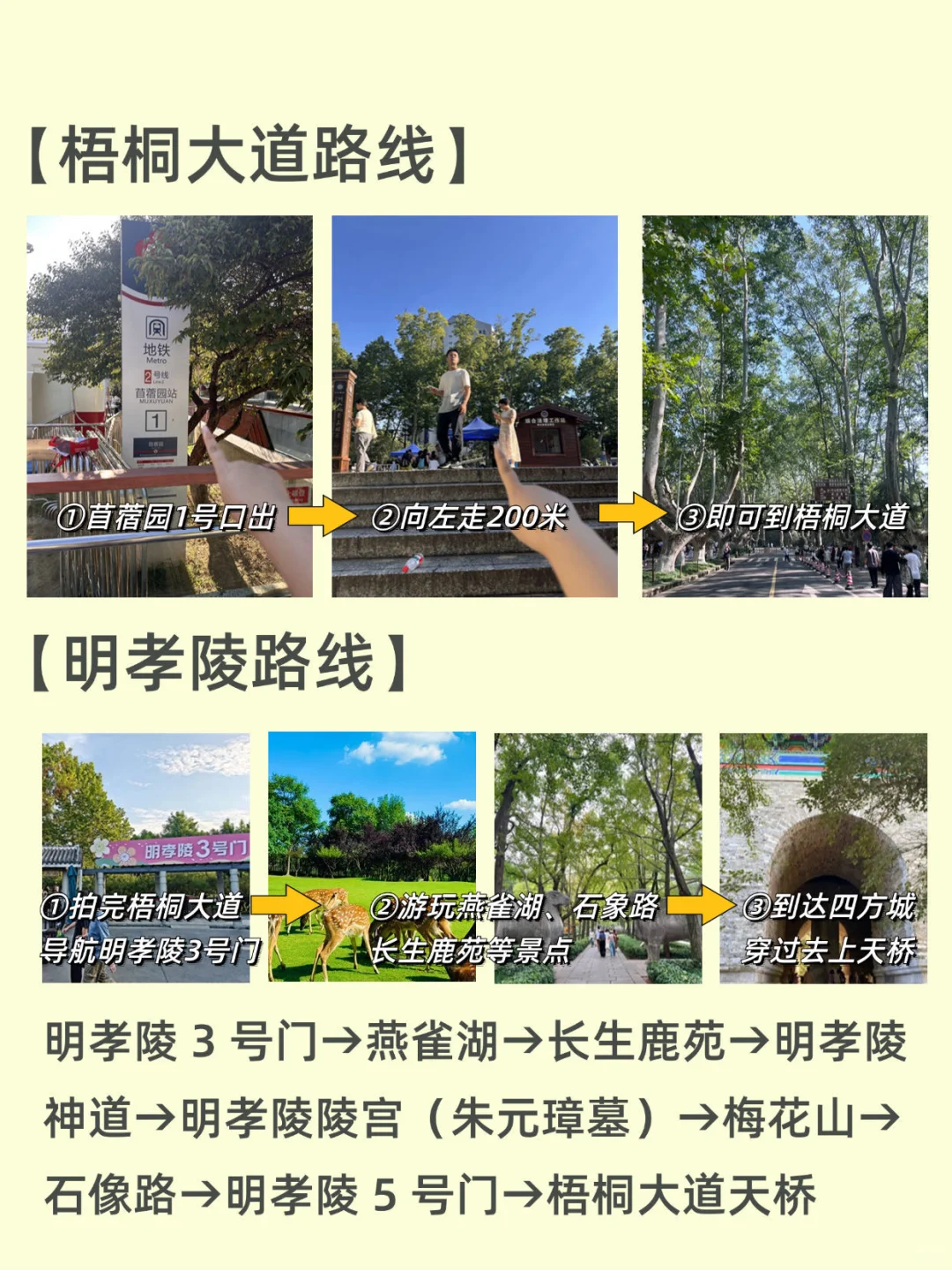 南京梧桐大道-网红天桥-音乐台🕊️最新攻略