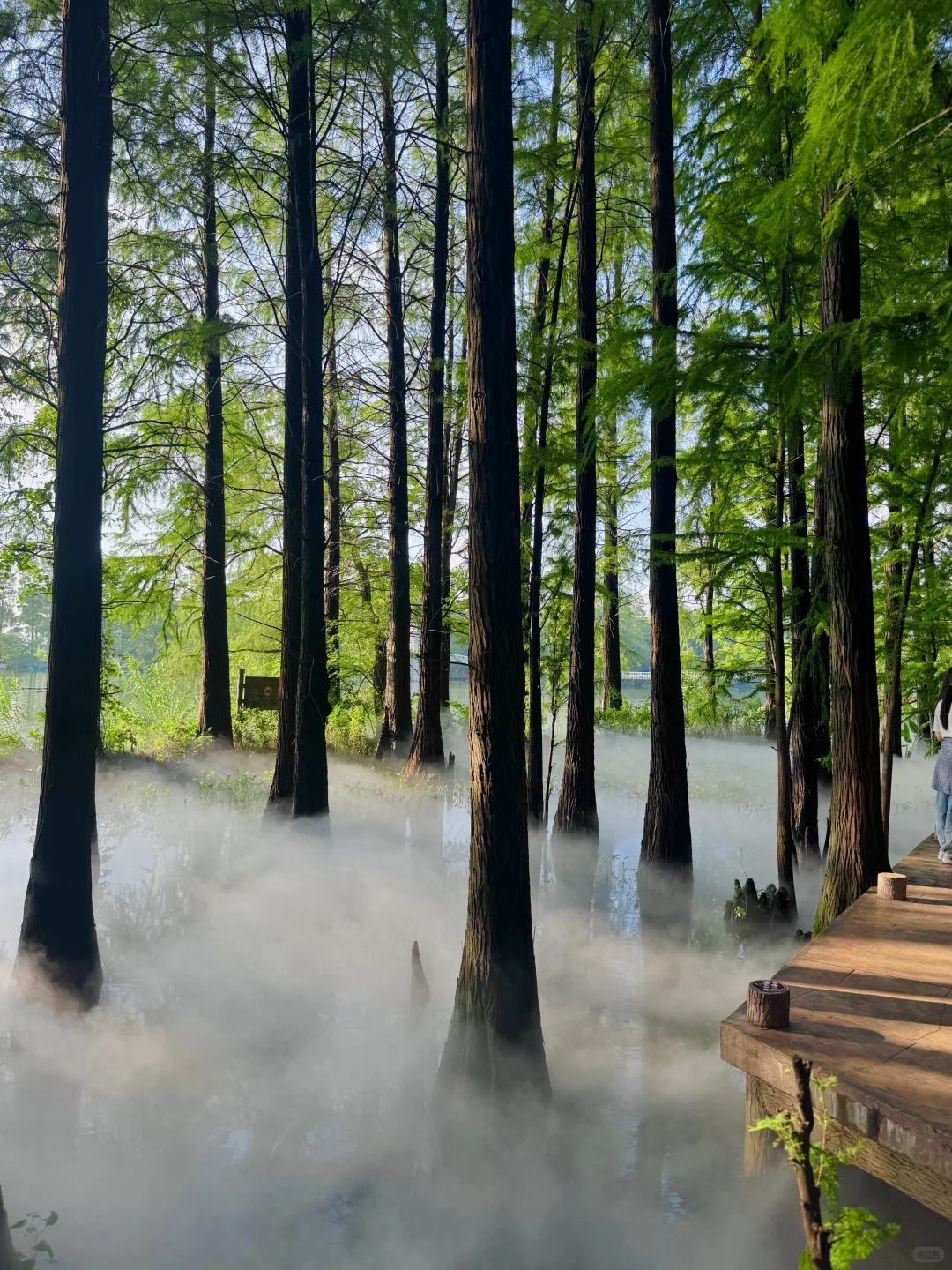 东湖最出片的还得是落雁，游玩攻略已整理