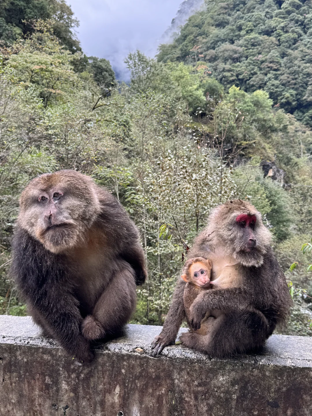 带狗狗去喇叭河的注意了⚠️看完这篇不踩雷