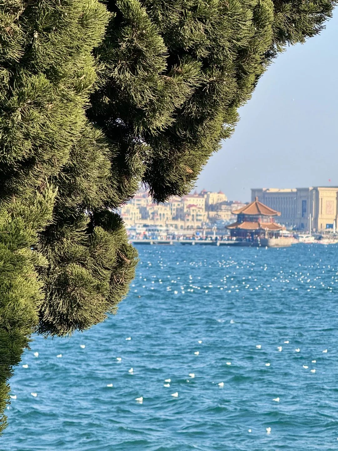 青岛真正好的地方都是免费的（合集）