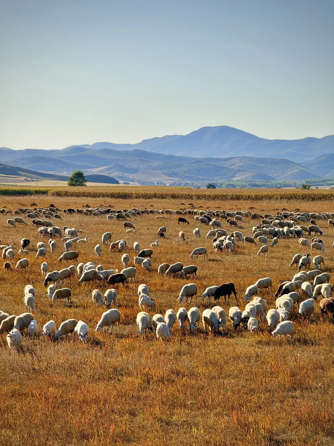 大兴安岭❗️没有一个地方比呼伦贝尔更懂秋天