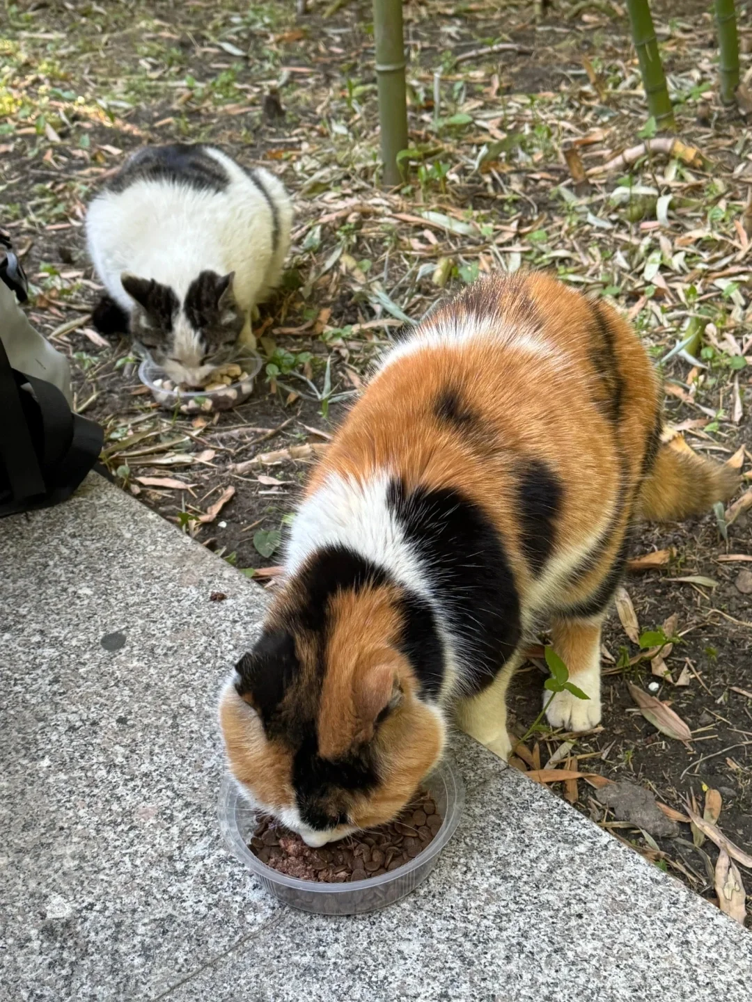 海淀最会玩的女大！必玩公园Top前三！