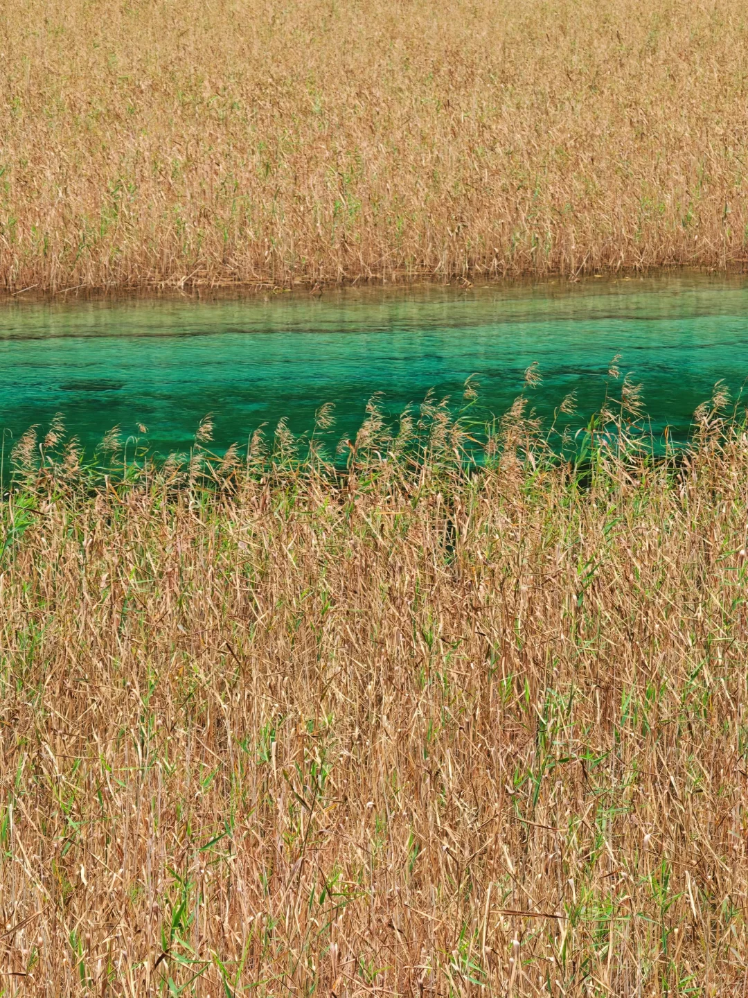 夸夸九寨沟的人流调度分布