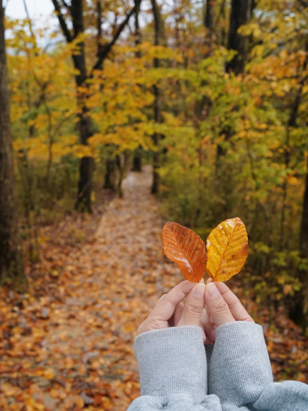 成都🚄一日往返油画彩林🍁徒步美哭了