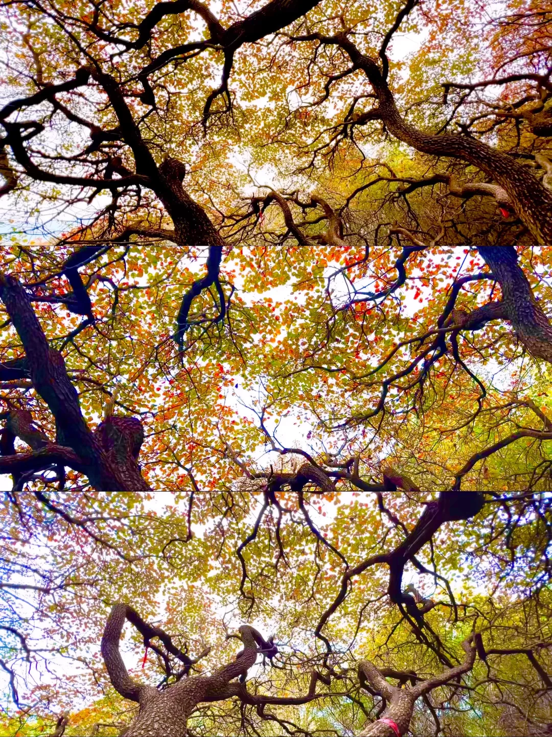 10.16实拍🖼️ 山东千年红叶树，被我找到了！