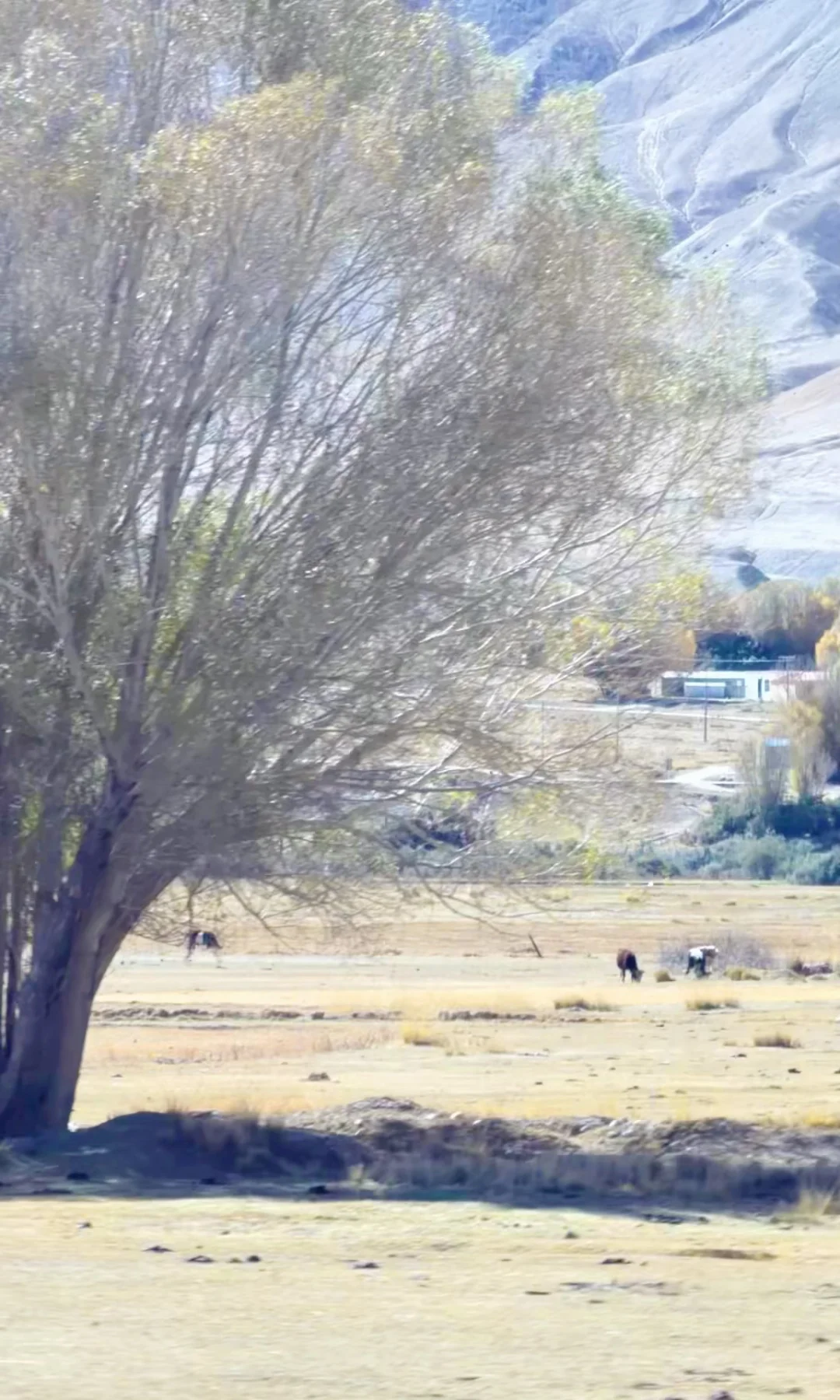 全屏live | 南疆秋天最好的地方都是免费的