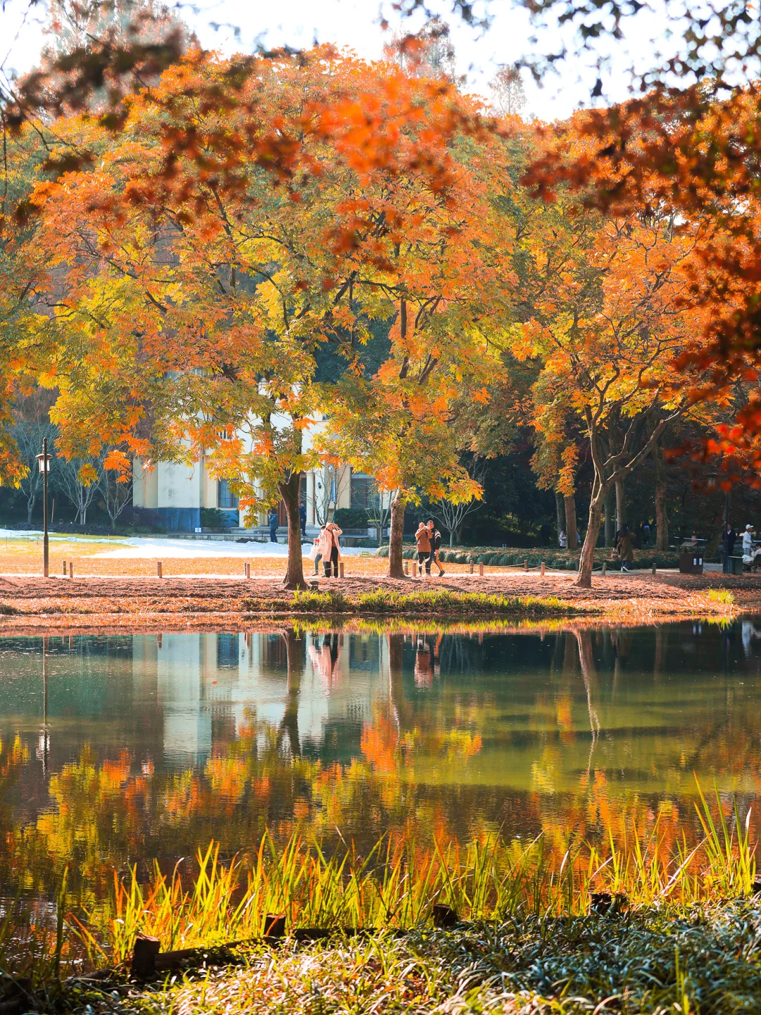 杭州最美的秋景都是免费的🍂附机位！