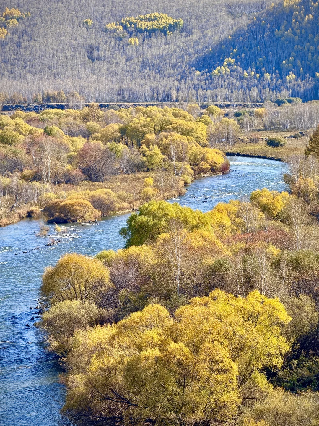 大兴安岭❗️没有一个地方比呼伦贝尔更懂秋天
