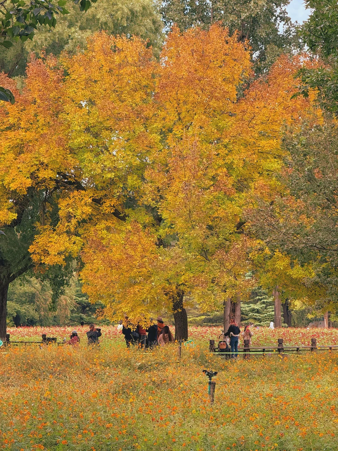 10.17实况 📍奥森的秋天好像莫奈油画🍁💐