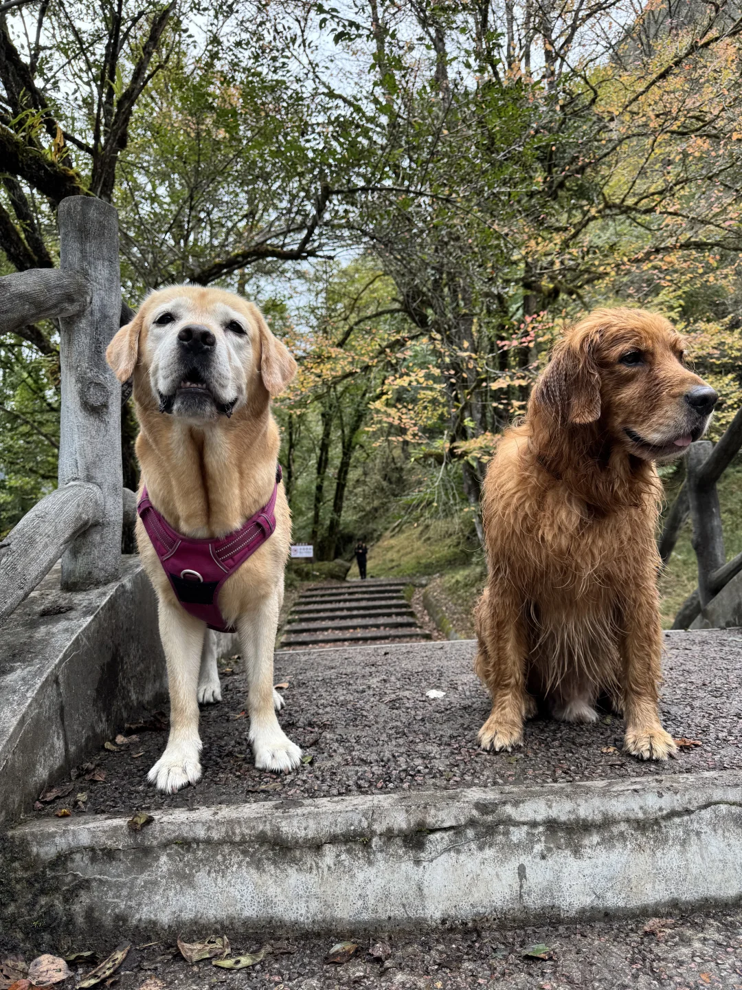 带狗狗去喇叭河的注意了⚠️看完这篇不踩雷