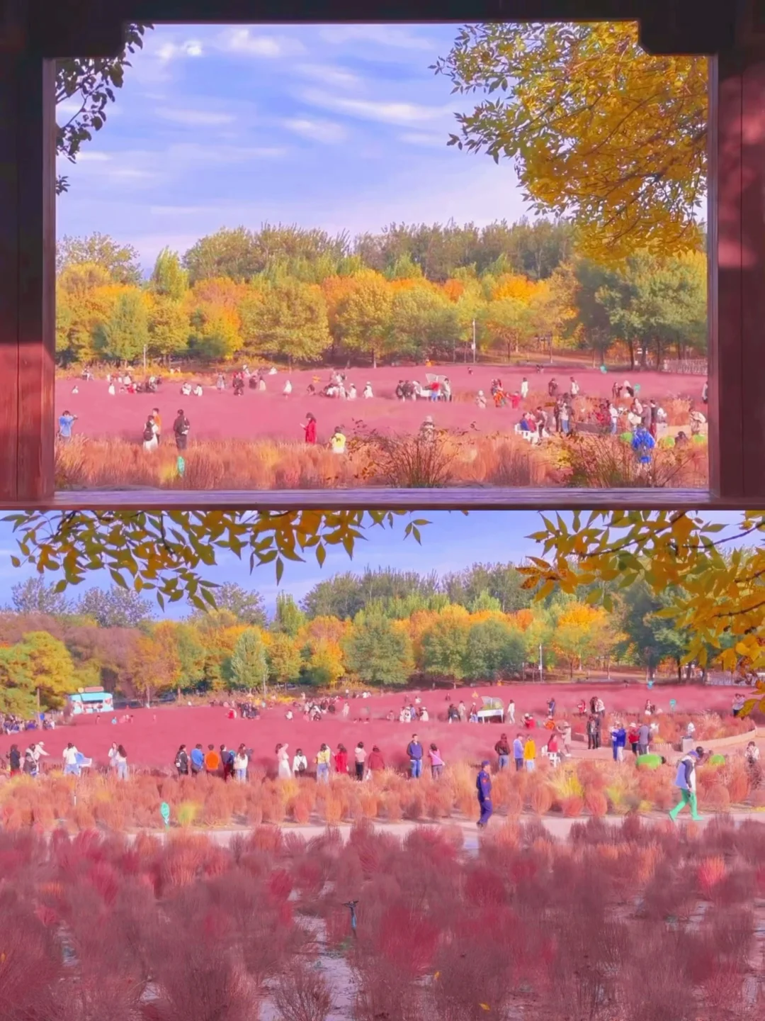 10.17实况 📍奥森的秋天好像莫奈油画🍁💐