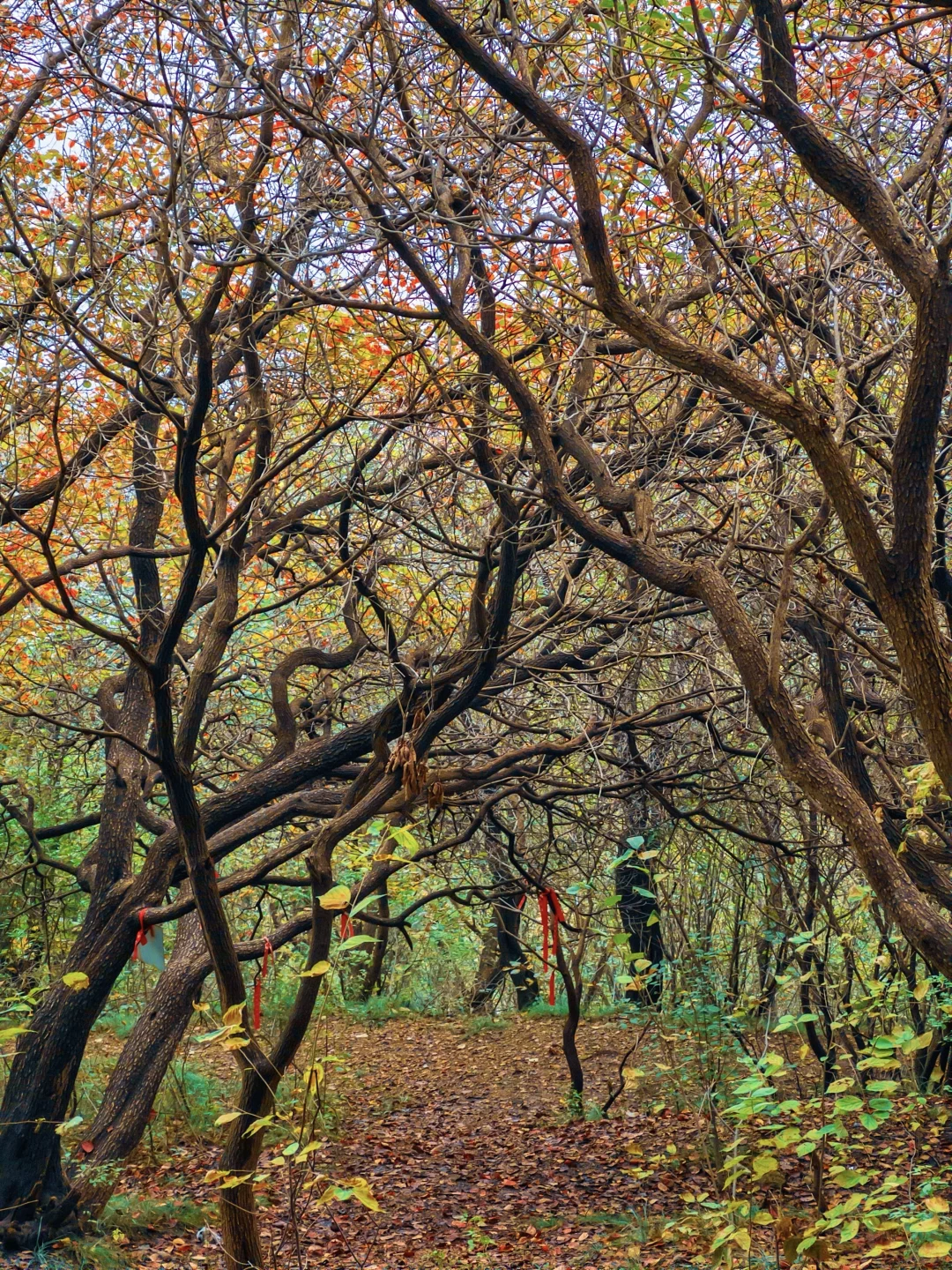 10.16实拍🖼️ 山东千年红叶树，被我找到了！