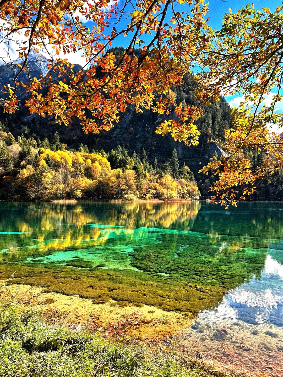 在九寨沟内住，怎么样才能放心大胆的玩🔥