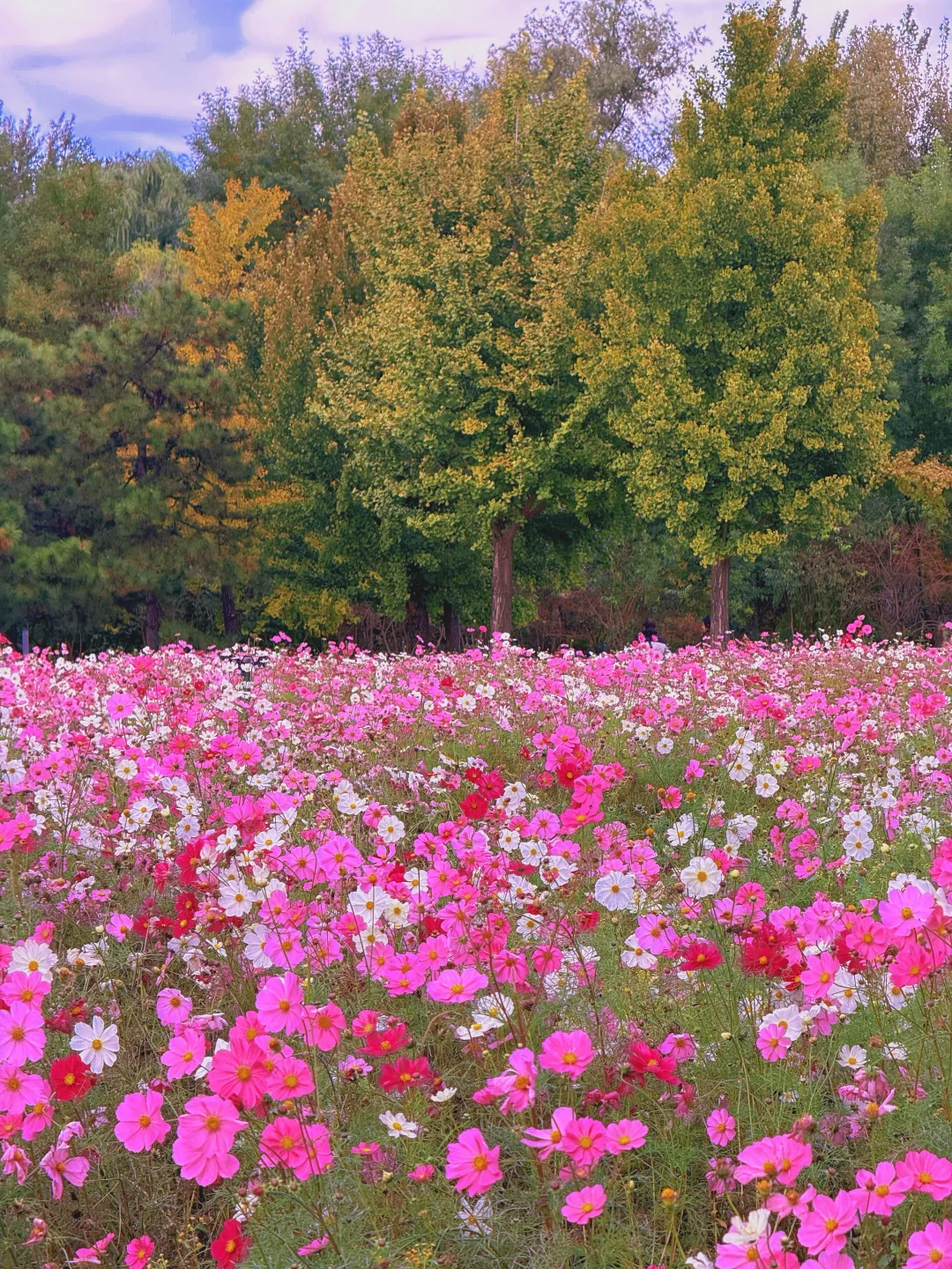 10.17实况 📍奥森的秋天好像莫奈油画🍁💐