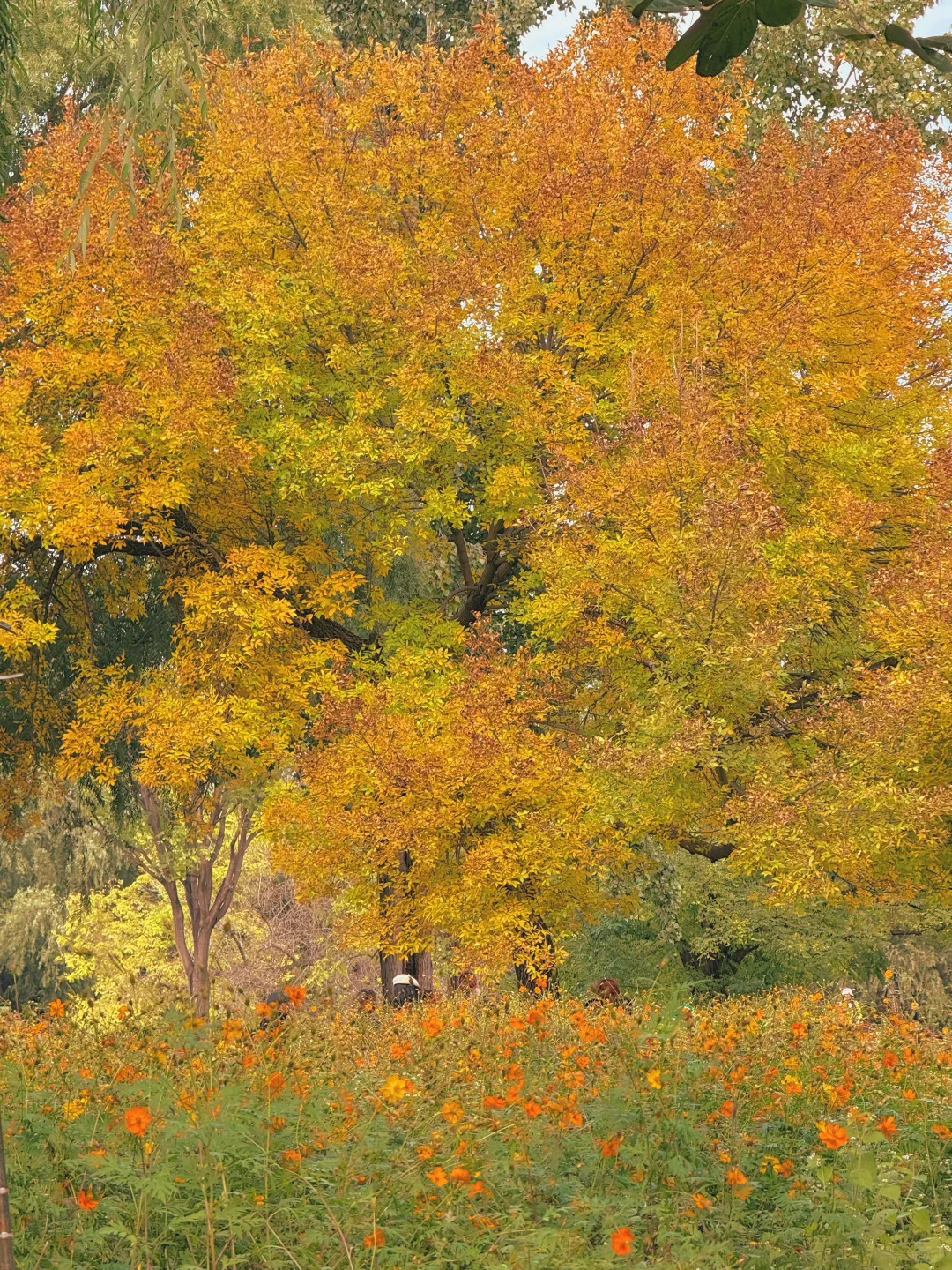 10.17实况 📍奥森的秋天好像莫奈油画🍁💐