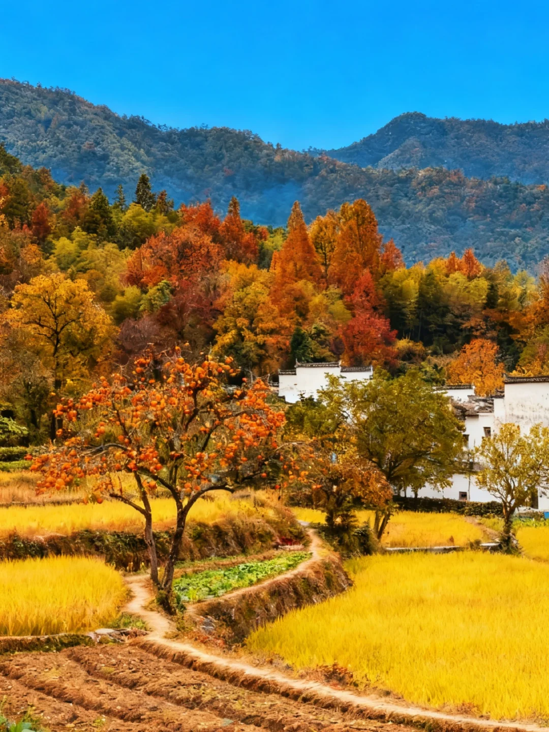【皖南秋色天花板🍁】3天2晚保姆级攻略！