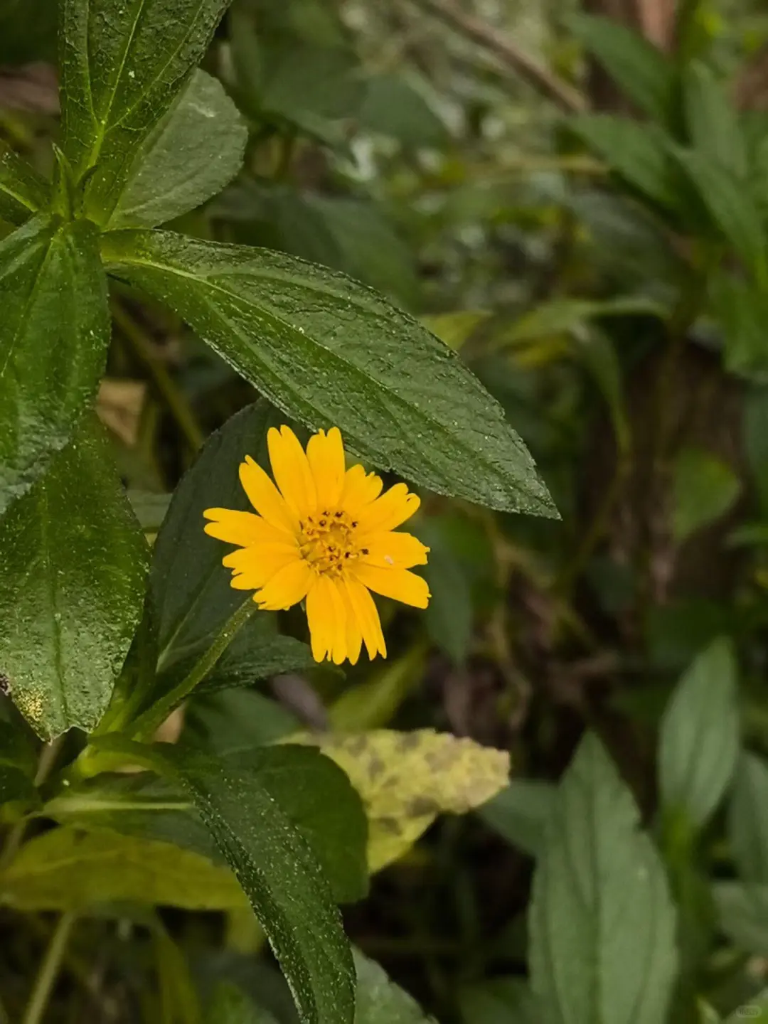 有多少个人知道金台寺旧址在哪，分享给大家