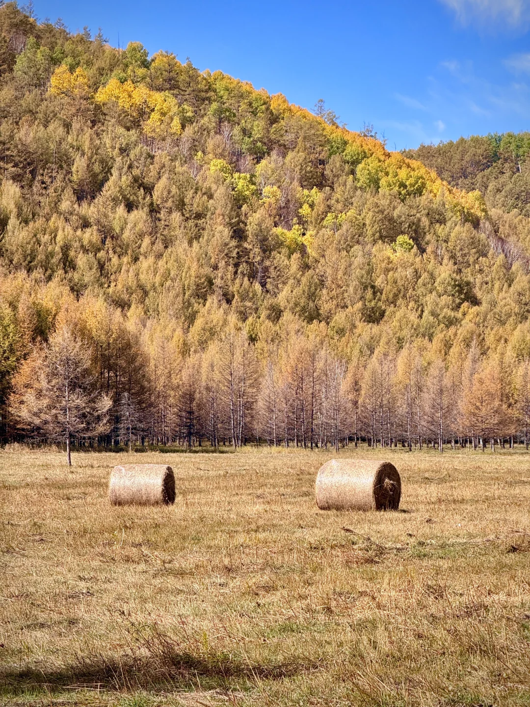 大兴安岭❗️没有一个地方比呼伦贝尔更懂秋天