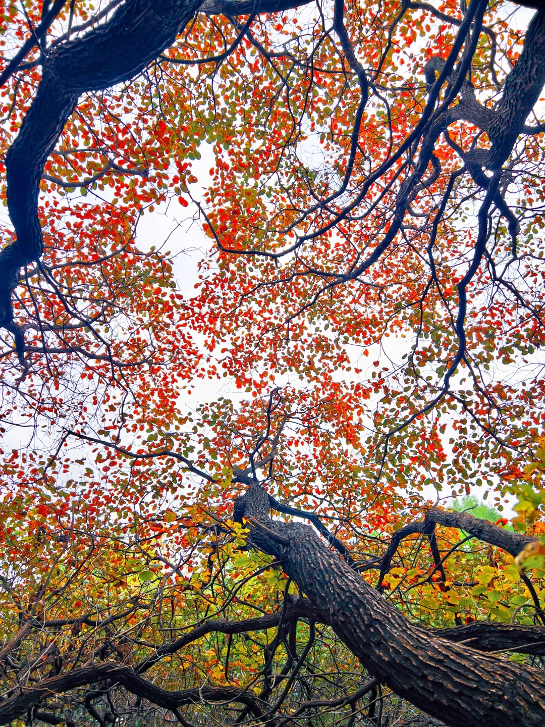 10.16实拍🖼️ 山东千年红叶树，被我找到了！