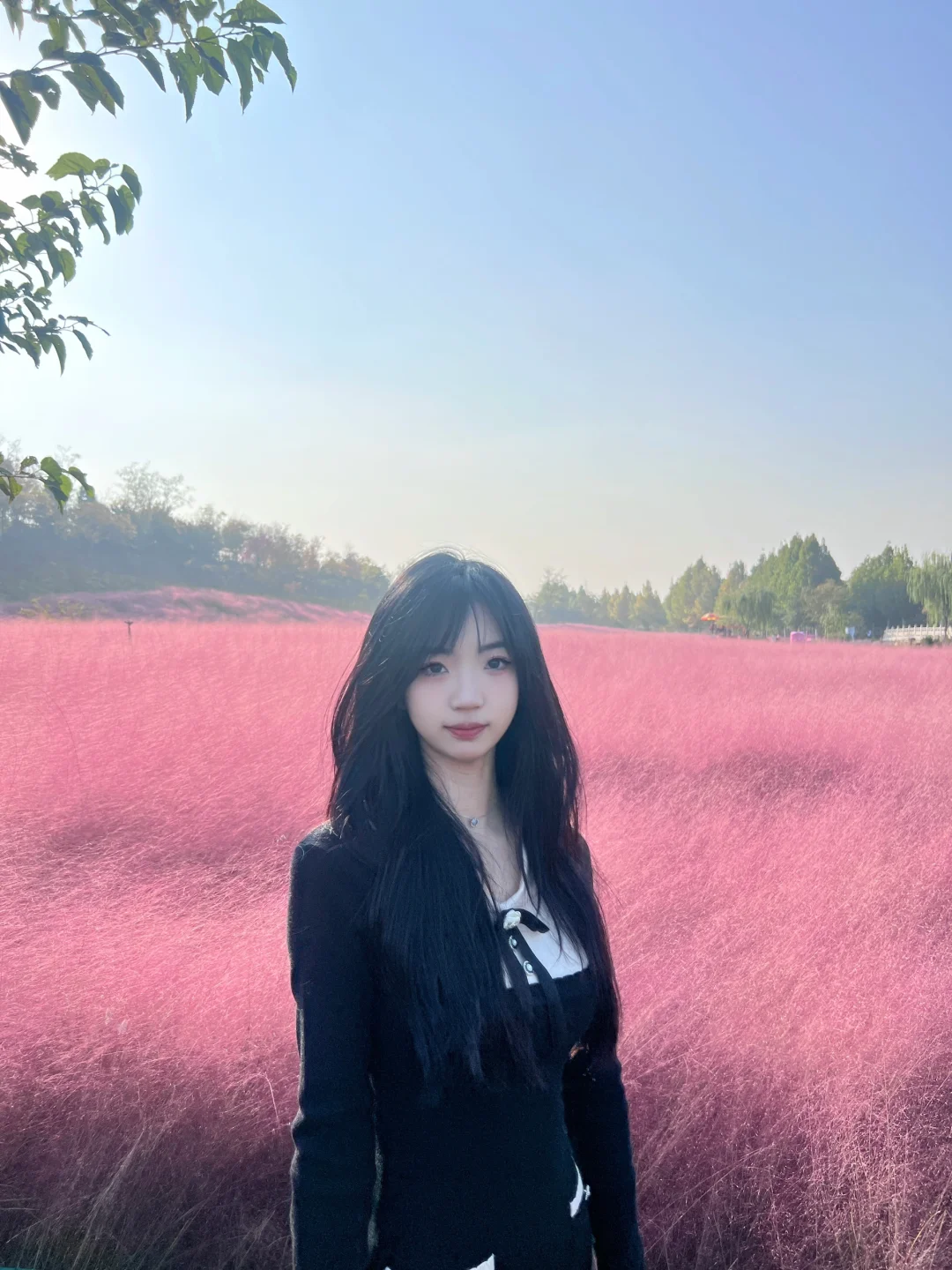 邯郸！紫山公园！超漂亮粉黛花海