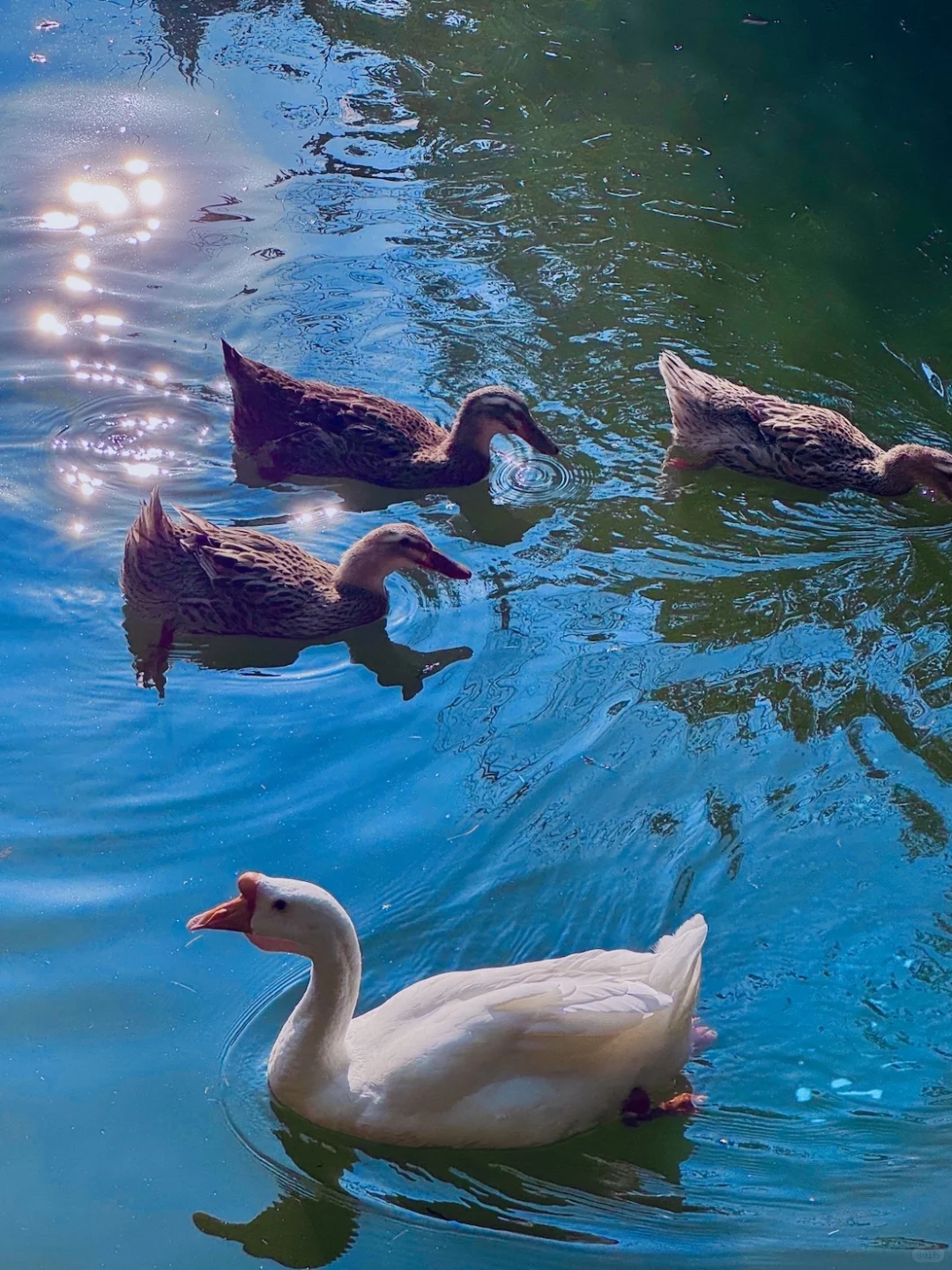 东湖最出片的还得是落雁，游玩攻略已整理