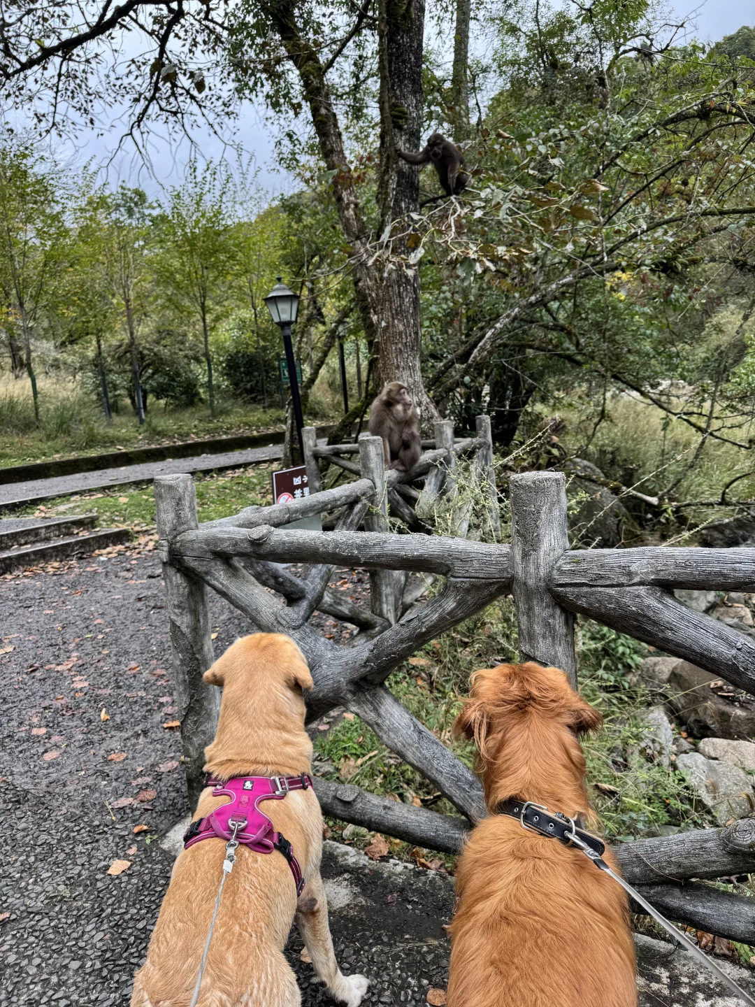 带狗狗去喇叭河的注意了⚠️看完这篇不踩雷