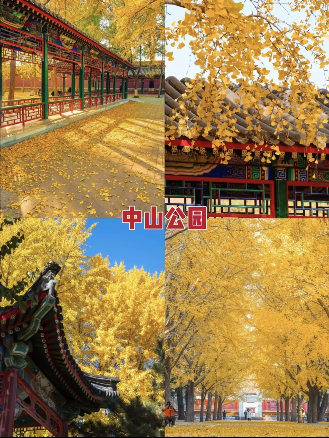 真的太美了，最美金秋！！！