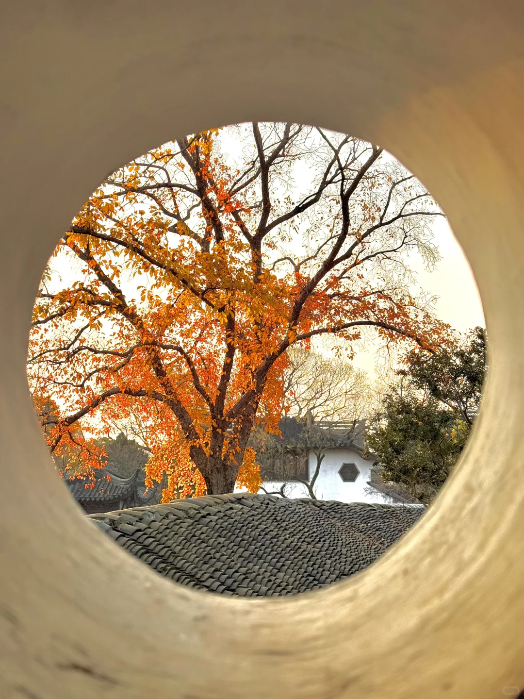 18张live图🍁告诉你苏州秋天有多美!!!!!!!