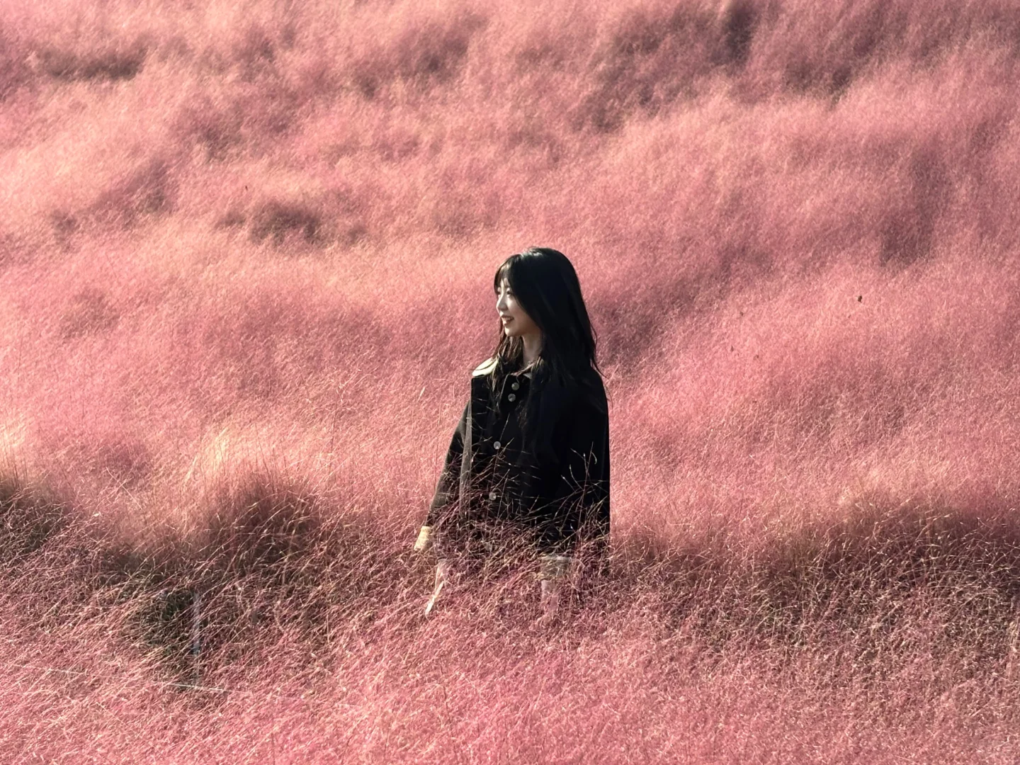邯郸！紫山公园！超漂亮粉黛花海