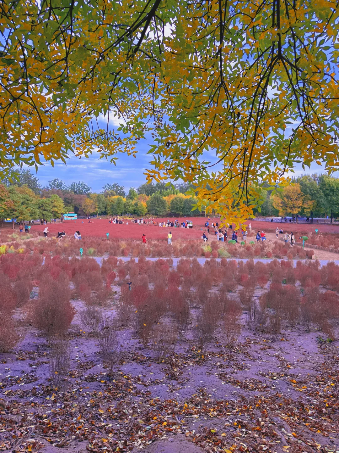 10.17实况 📍奥森的秋天好像莫奈油画🍁💐