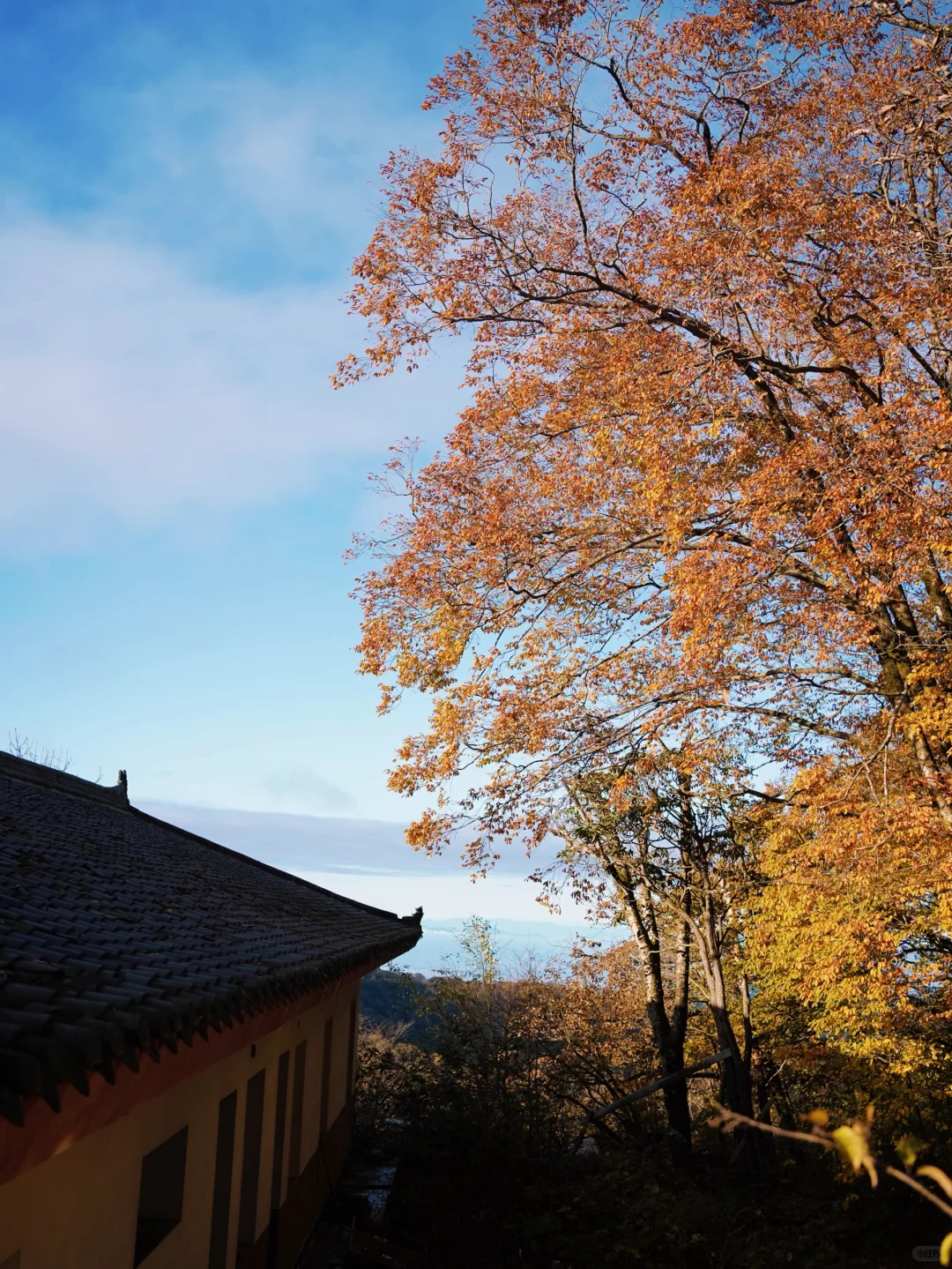 成都🚄一日往返油画彩林🍁徒步美哭了