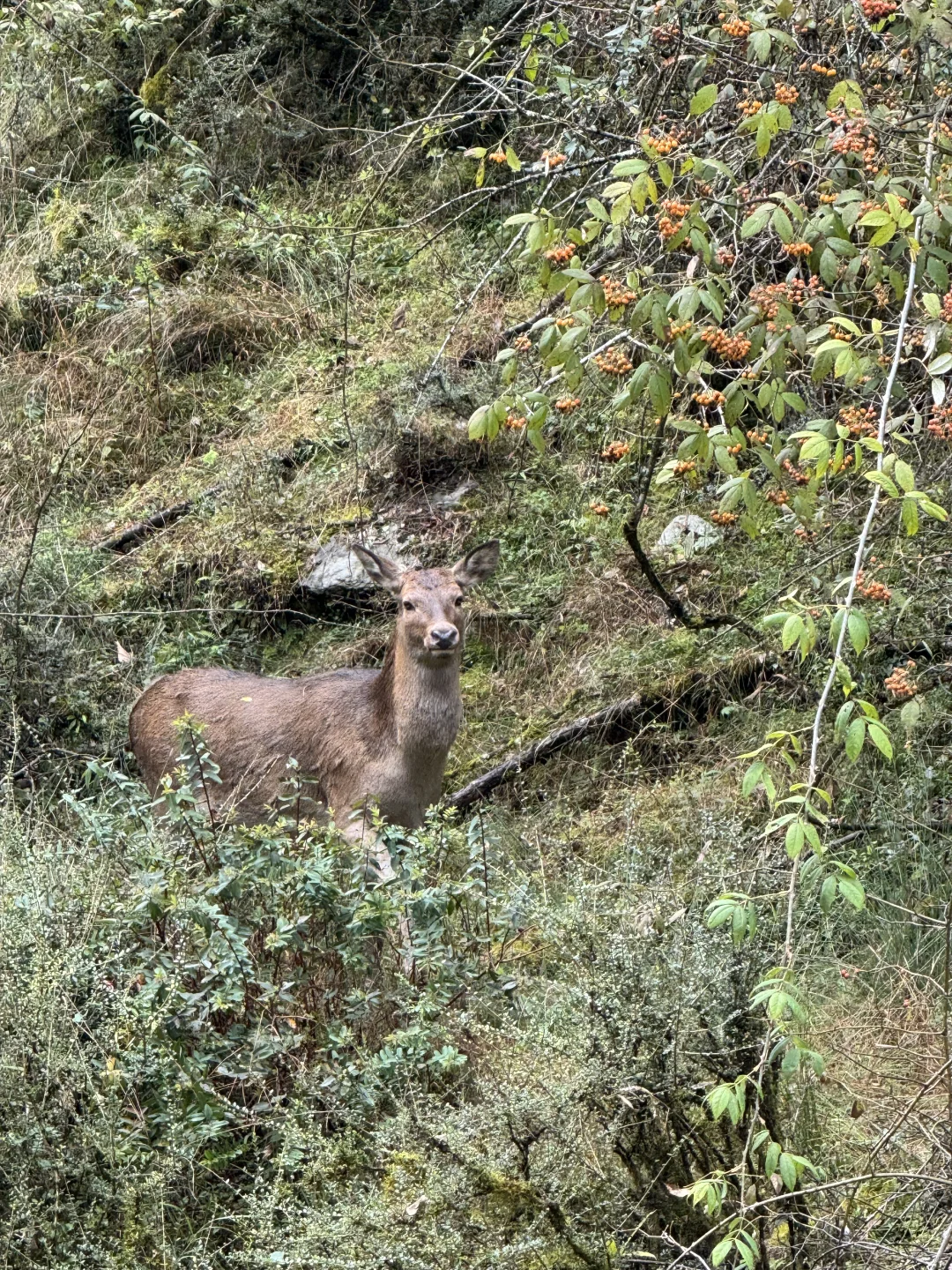 带狗狗去喇叭河的注意了⚠️看完这篇不踩雷