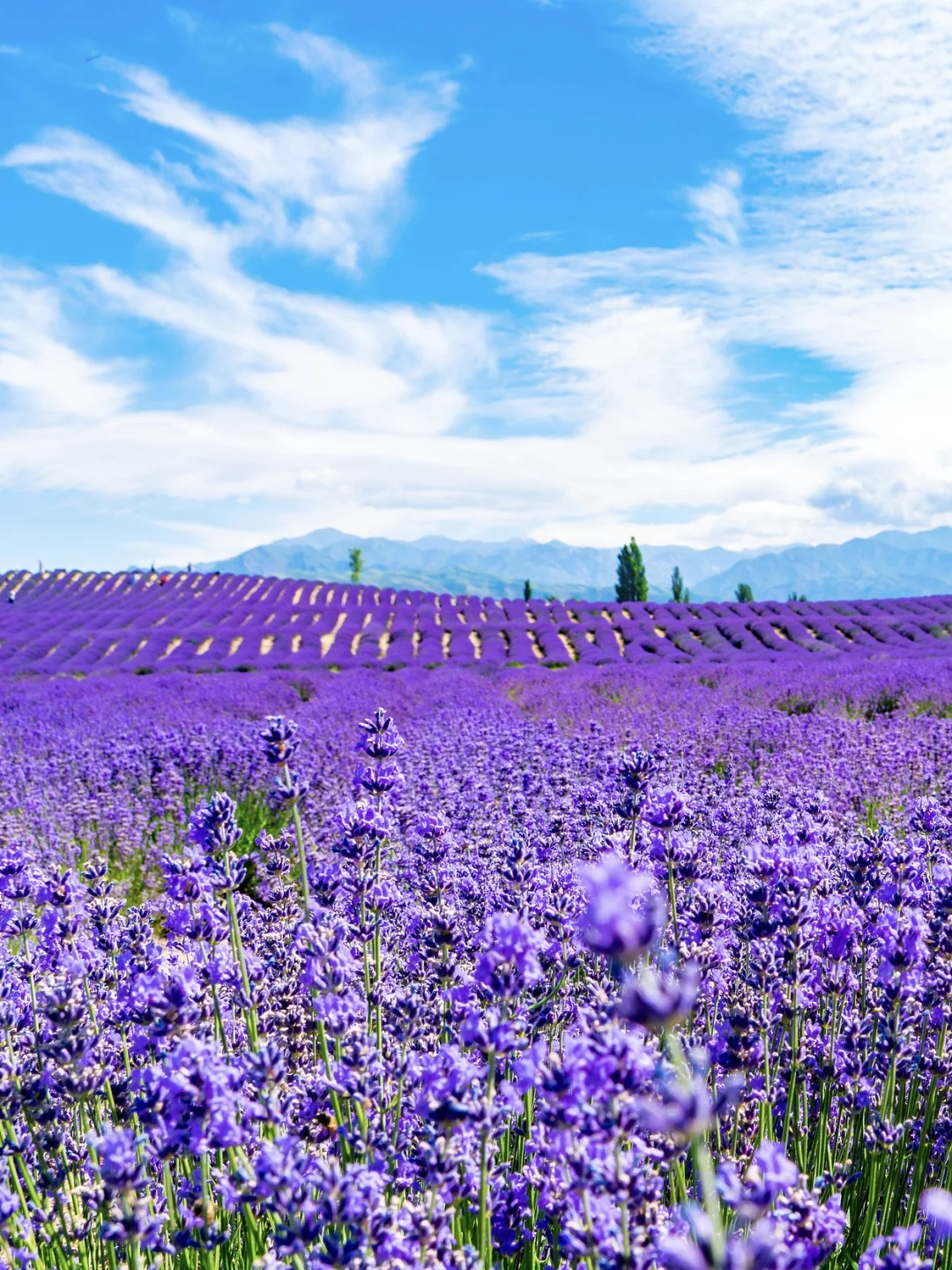 7-8月不去伊犁!就错过了最美的新疆!