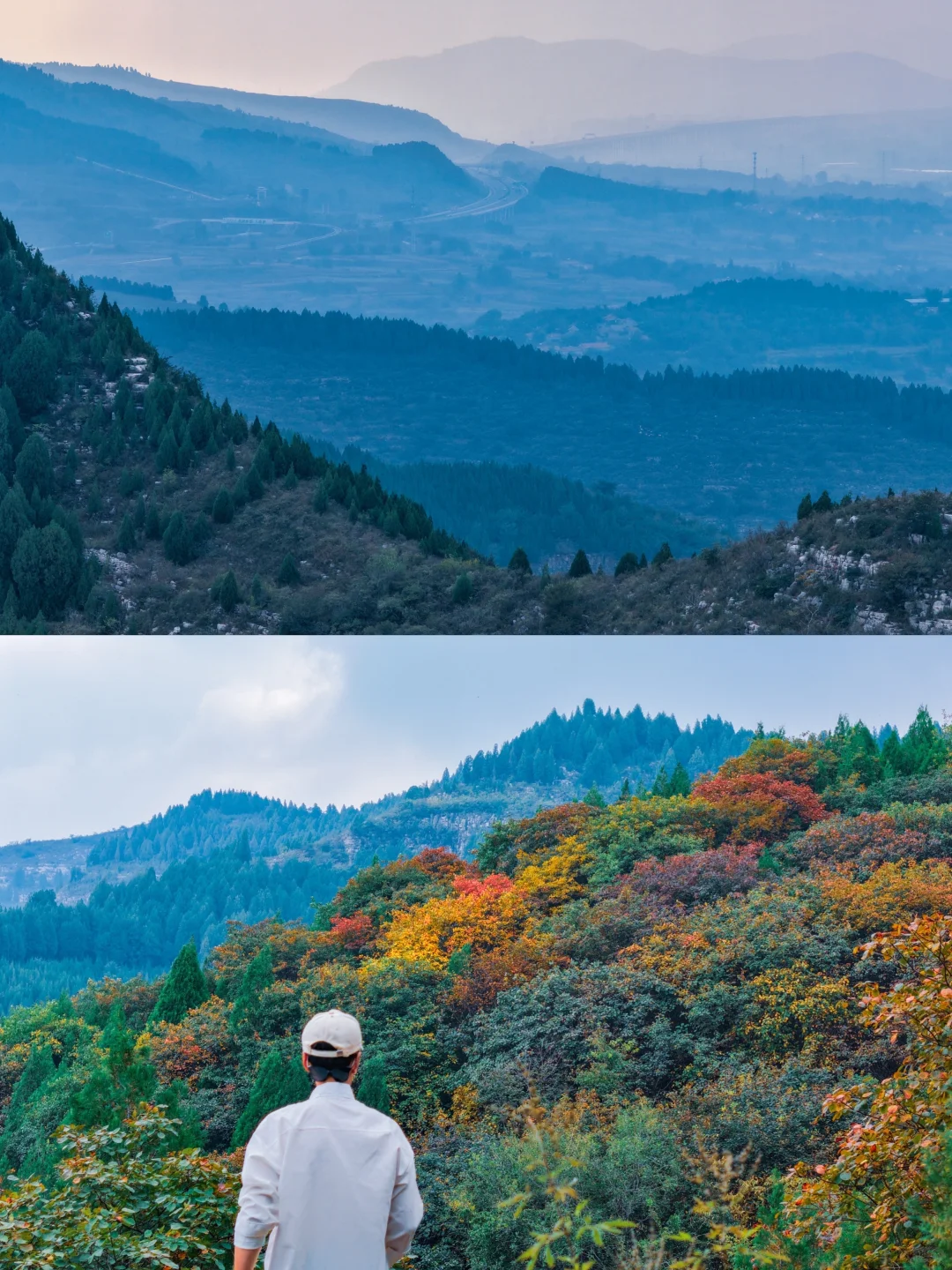 10.16实拍🖼️ 山东千年红叶树，被我找到了！