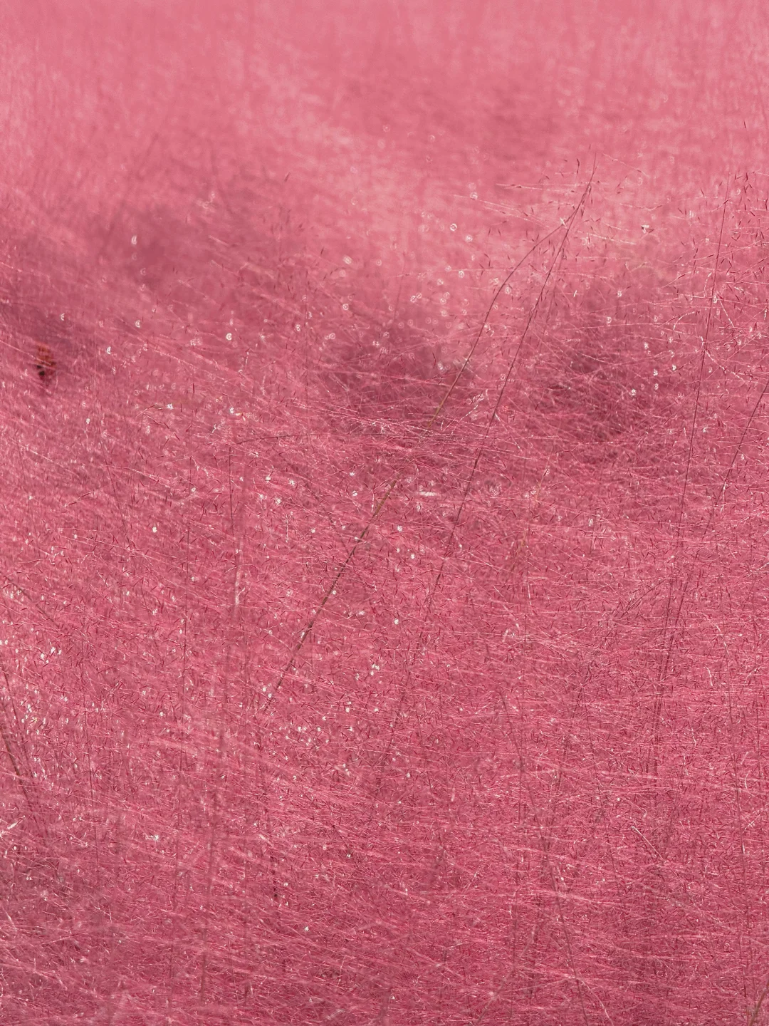 10.17实况 📍奥森的秋天好像莫奈油画🍁💐