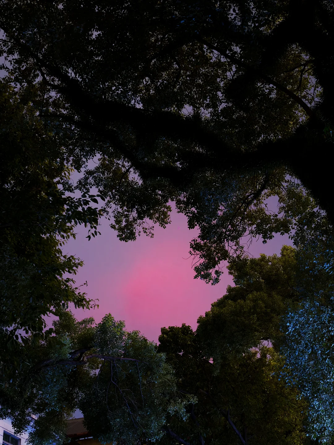 沙面岛夜景也这么美📸