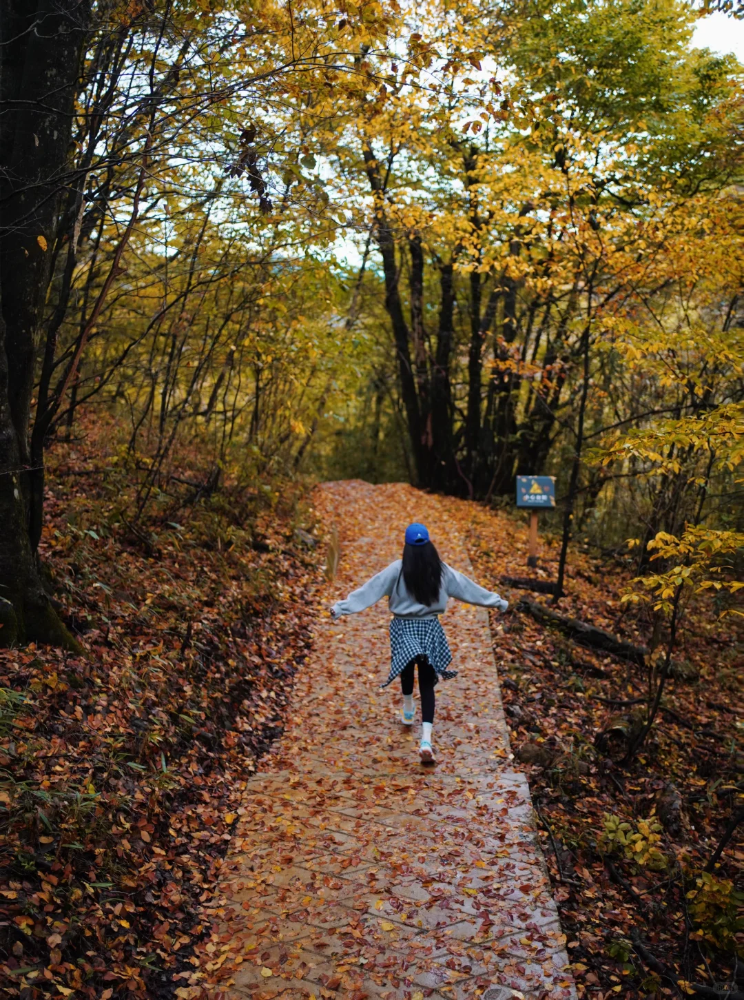 成都🚄一日往返油画彩林🍁徒步美哭了