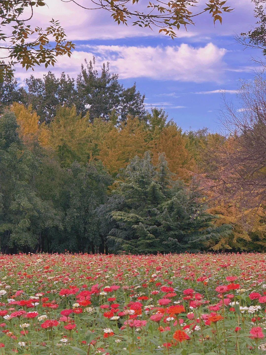 10.17实况 📍奥森的秋天好像莫奈油画🍁💐