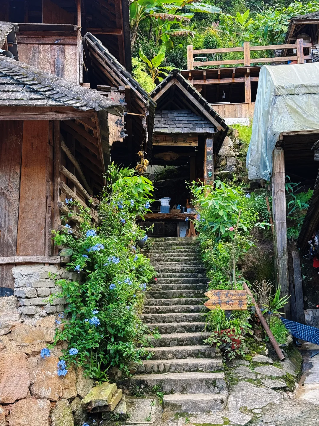 景迈山 ｜糯干古寨