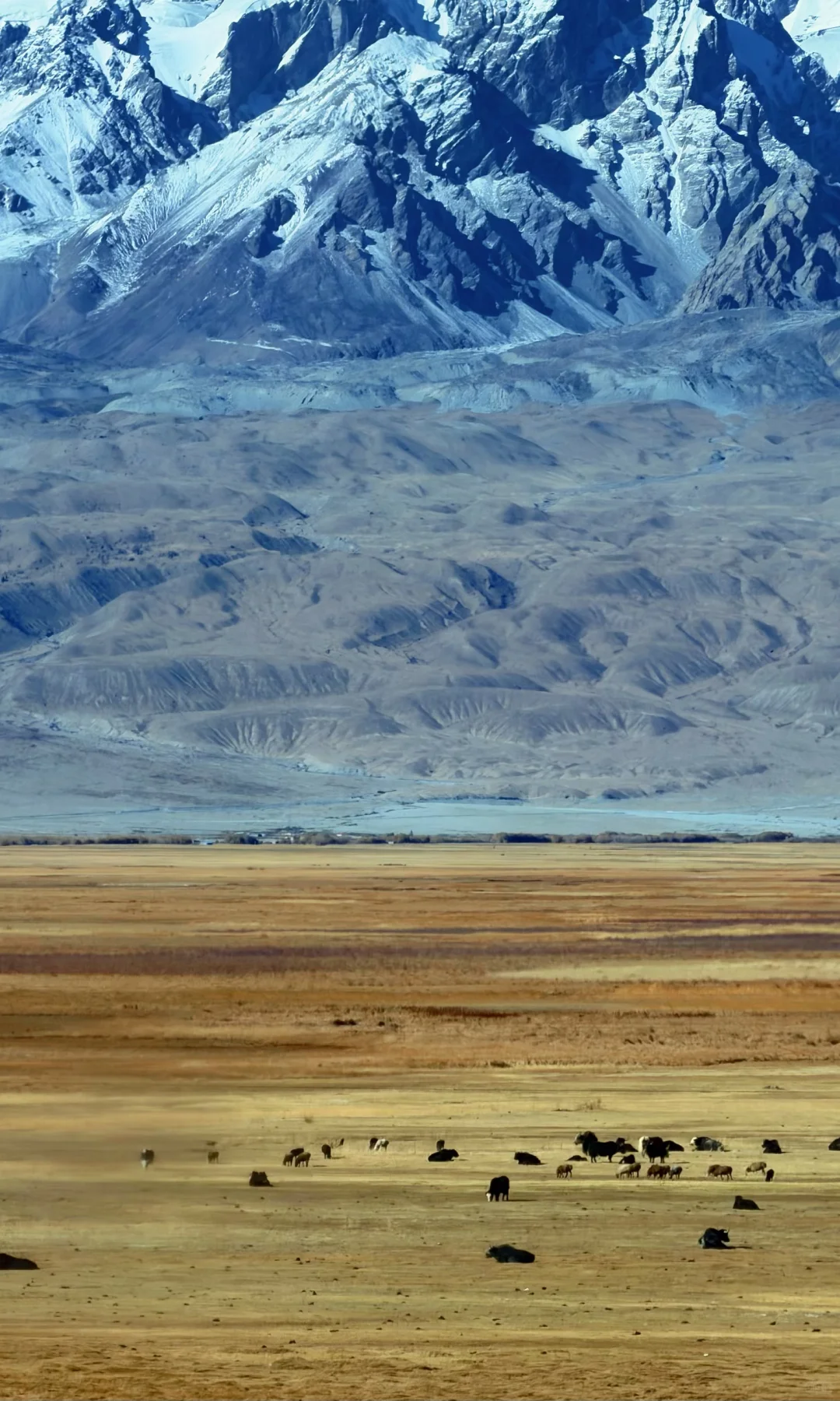 全屏live | 南疆秋天最好的地方都是免费的