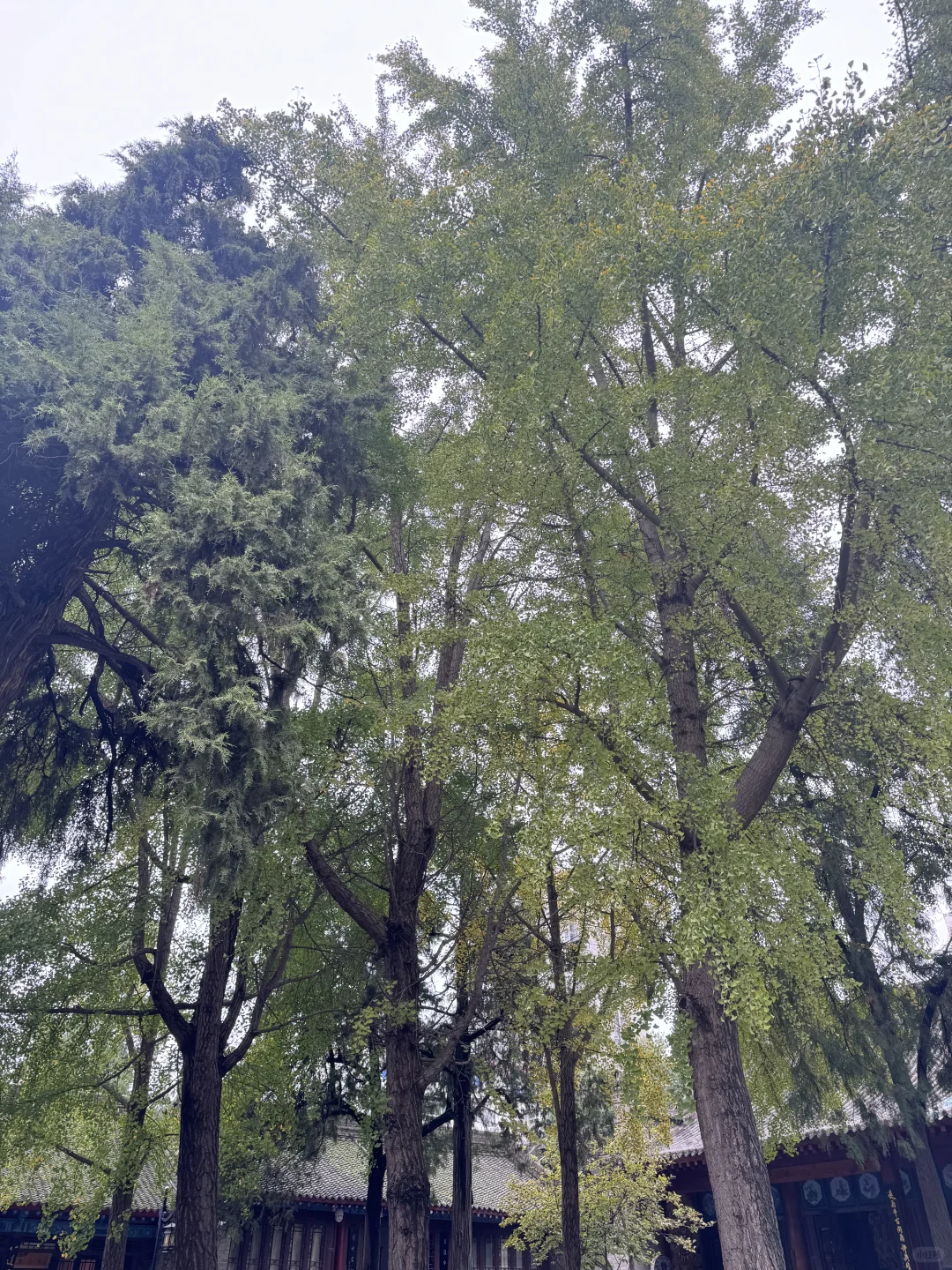 拍婚纱照都去八仙庵了？